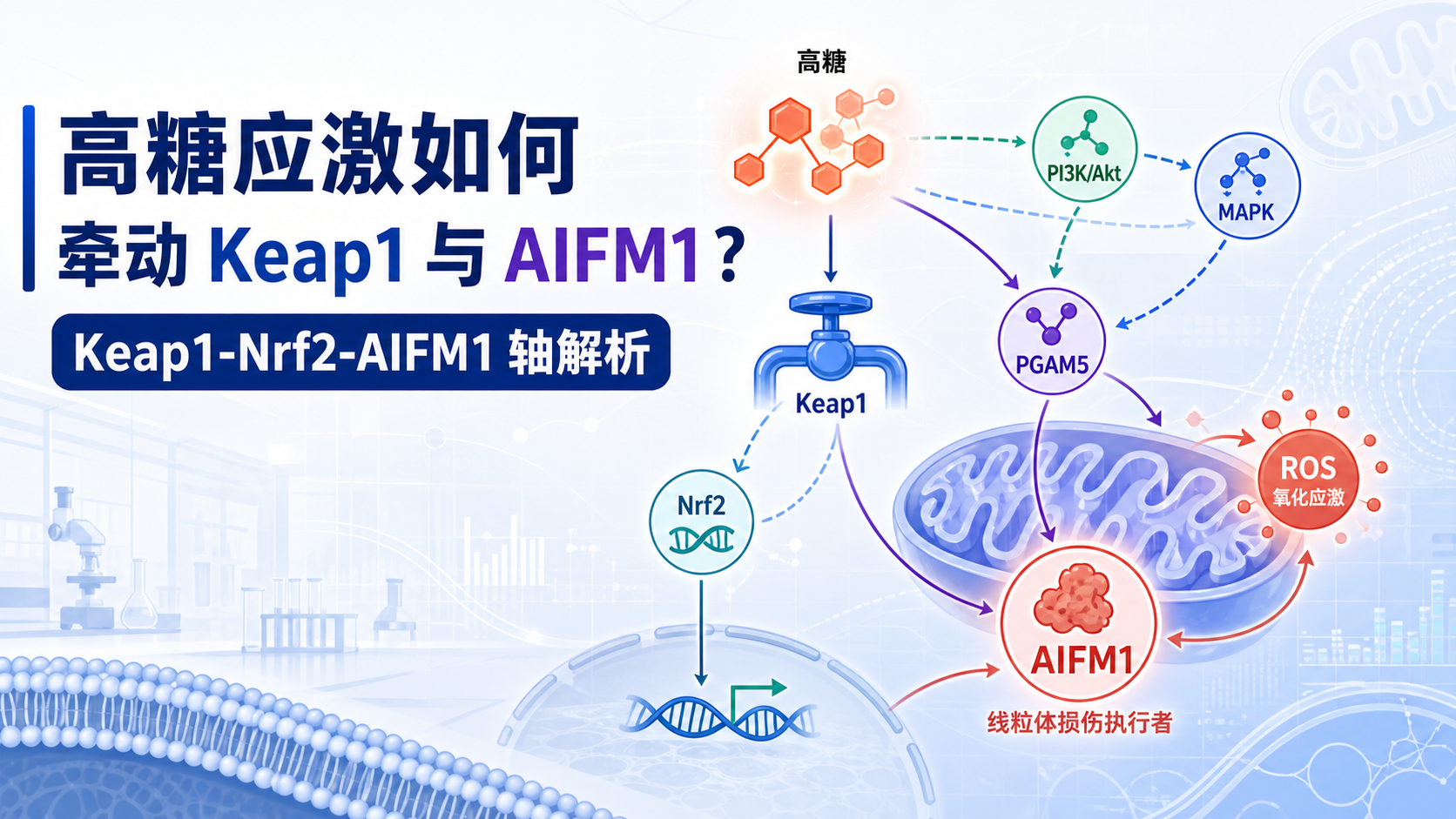 糖代谢信号通路中Keap1与AIFM1的调控新视角