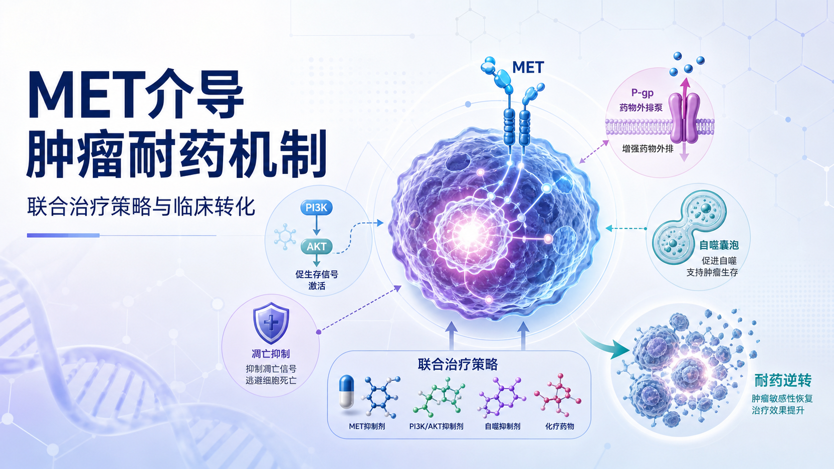 MET信号通路在肿瘤耐药中的新机制解析