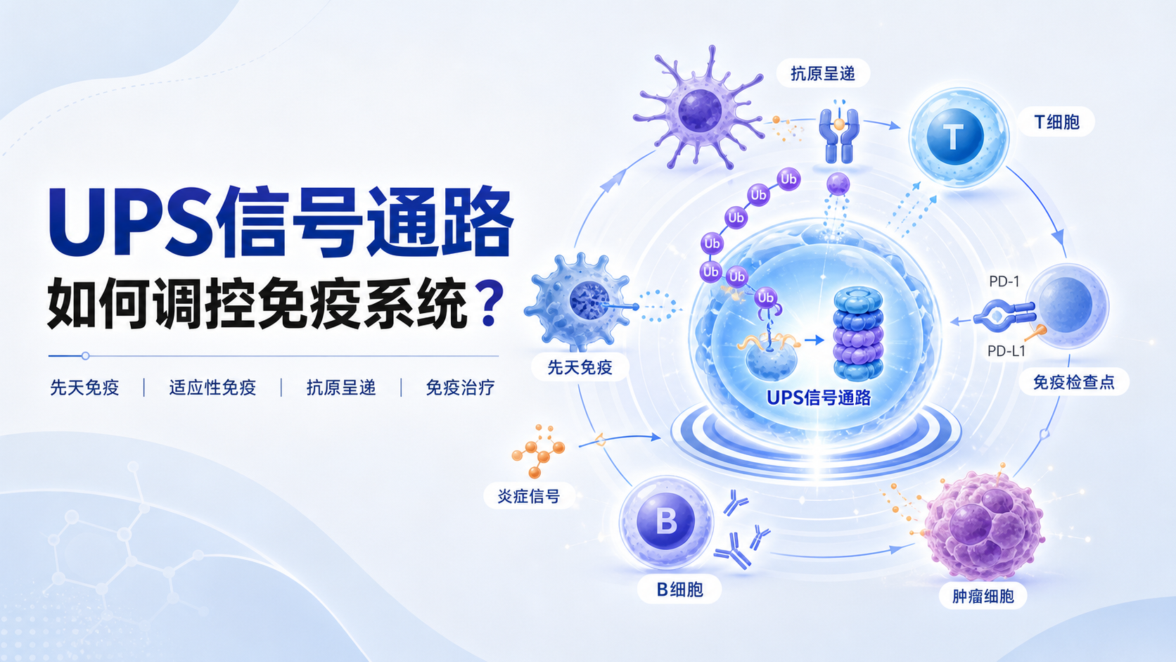 UPS信号通路在免疫调控中的新兴作用