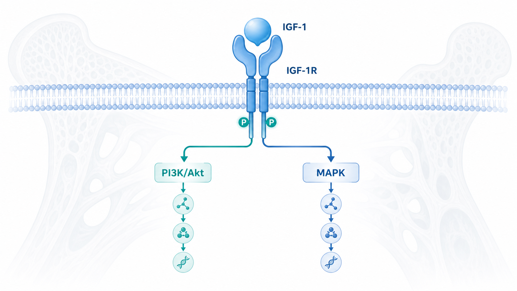 IGF-1与IGF-1R结合后，向PI3K/Akt和MAPK两条通路分流的机制示意图，背景叠加骨骼、肌肉、神经和代谢相关图标
