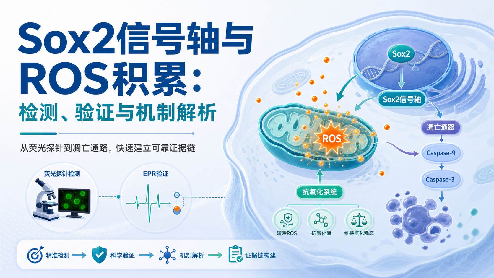 Sox2信号轴与ROS积累的检测方法指南