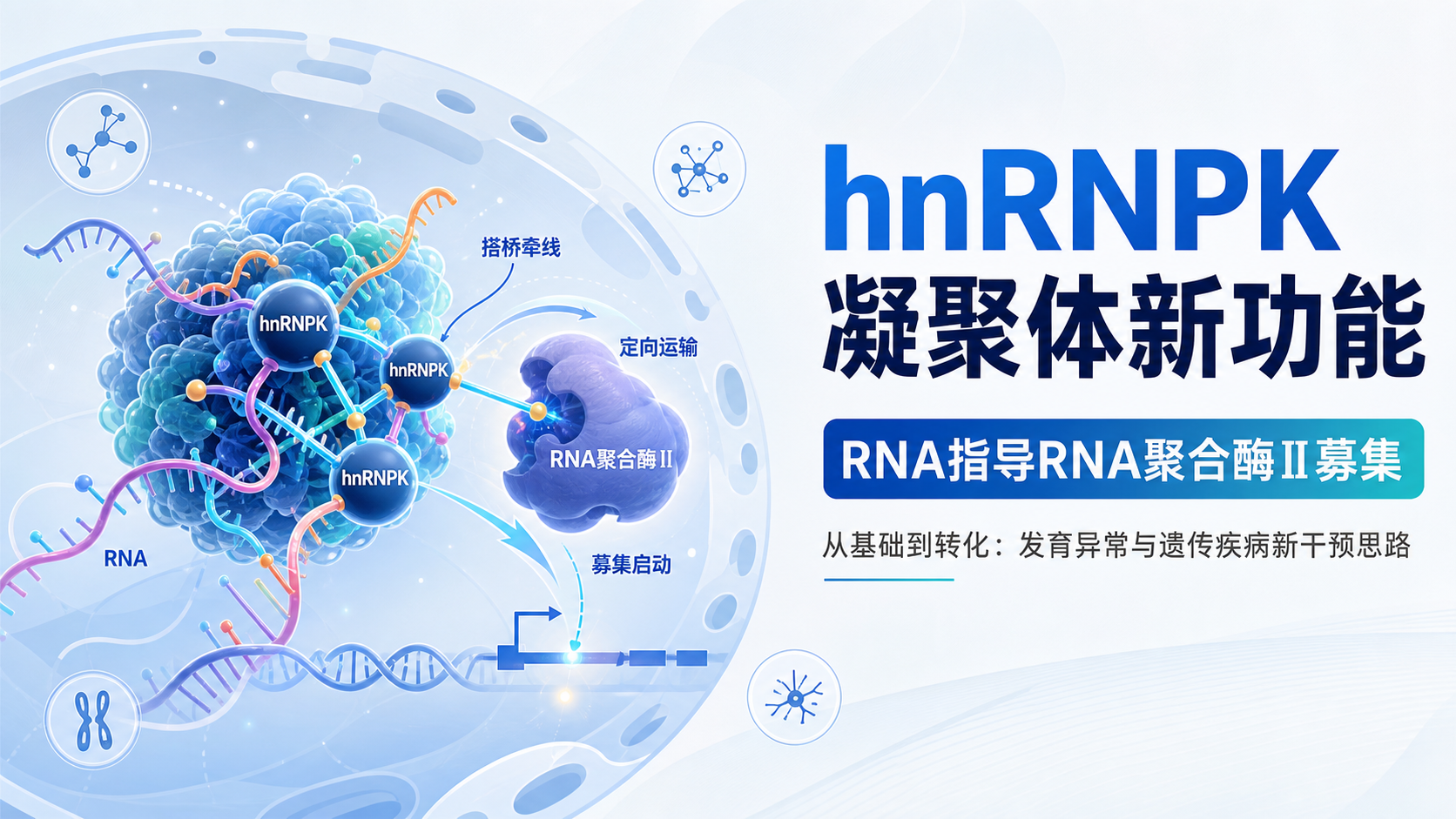 每日资讯速递2026-08-18-中科院揭示增强子激活基因转录新机制
