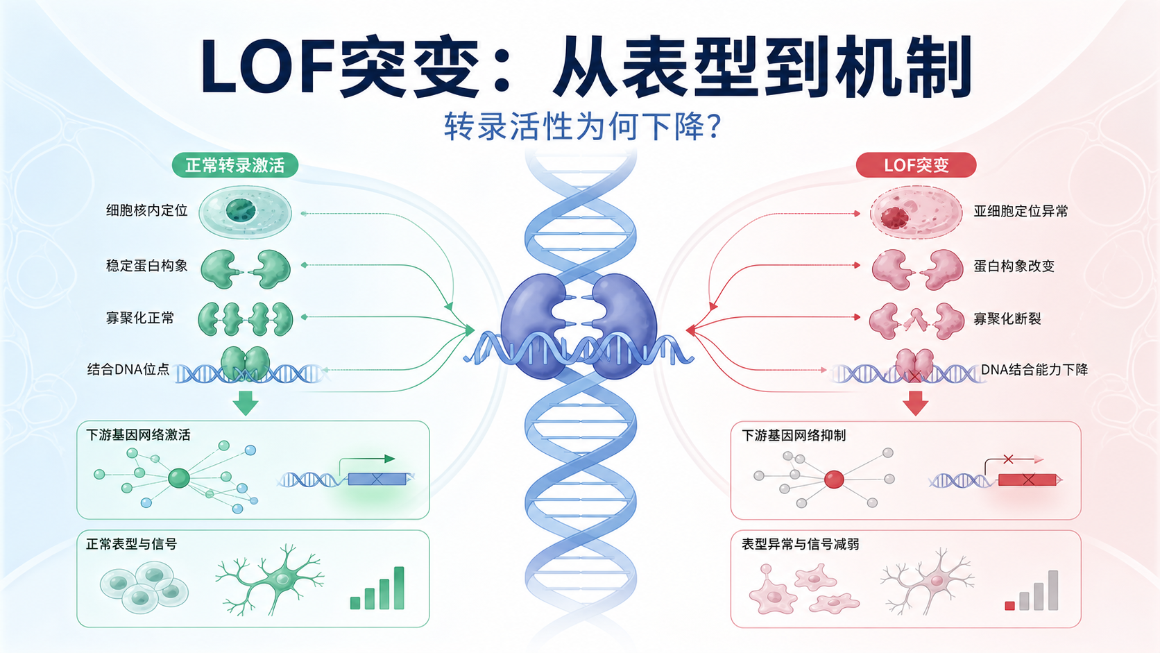 LOF突变如何影响转录活性：从表型到机制