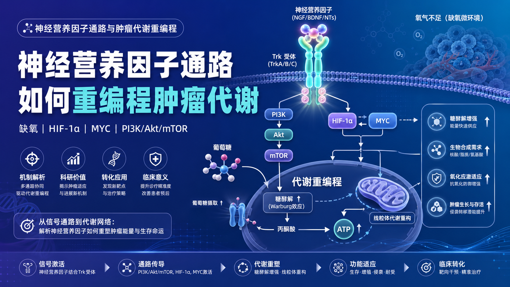 神经营养因子信号介导的肿瘤代谢重编程