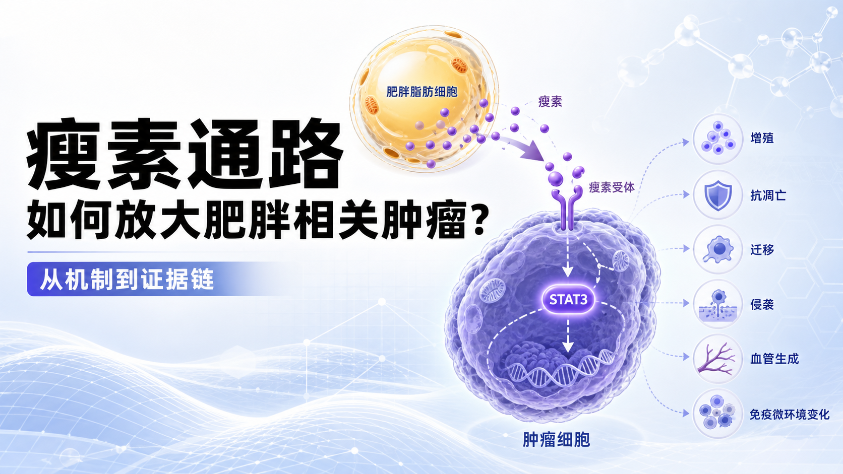 瘦素通路新发现：肥胖相关肿瘤的机制突破