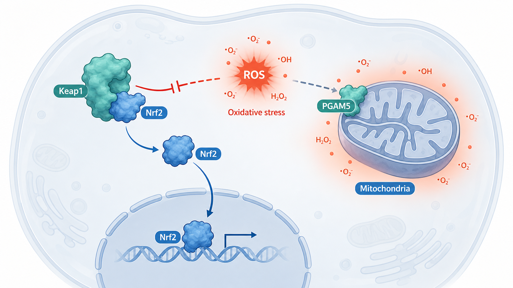 细胞示意图中显示Keap1、Nrf2、PGAM5与线粒体之间的关系,背景为ROS升高引发的氧化应激场景