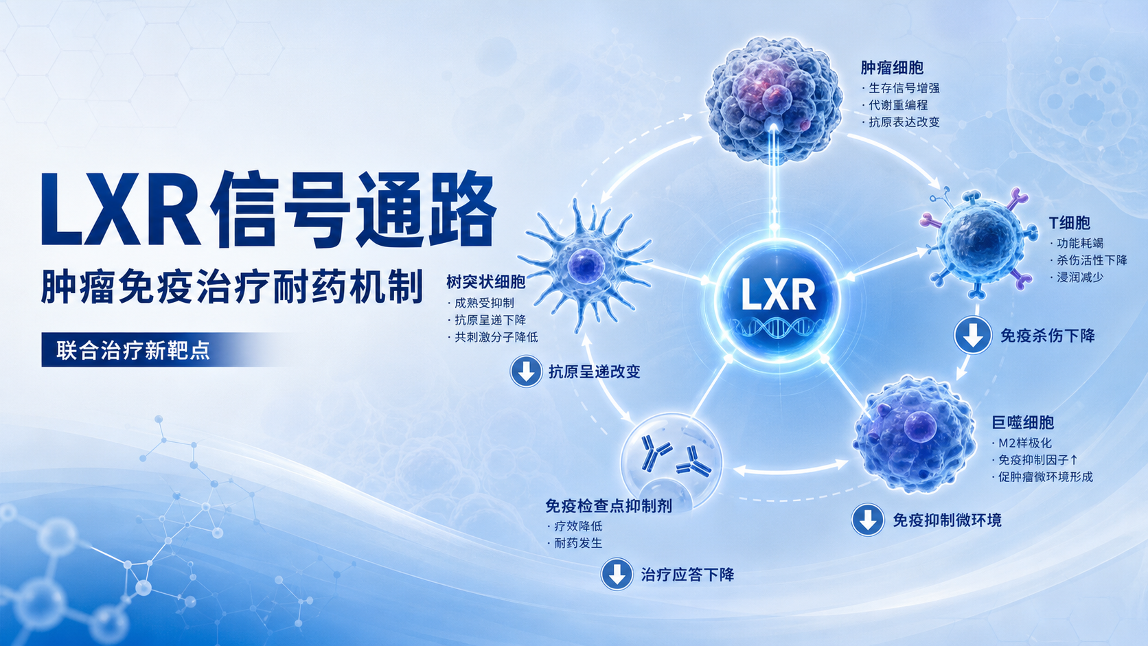LXR信号通路与肿瘤免疫治疗耐药性研究进展