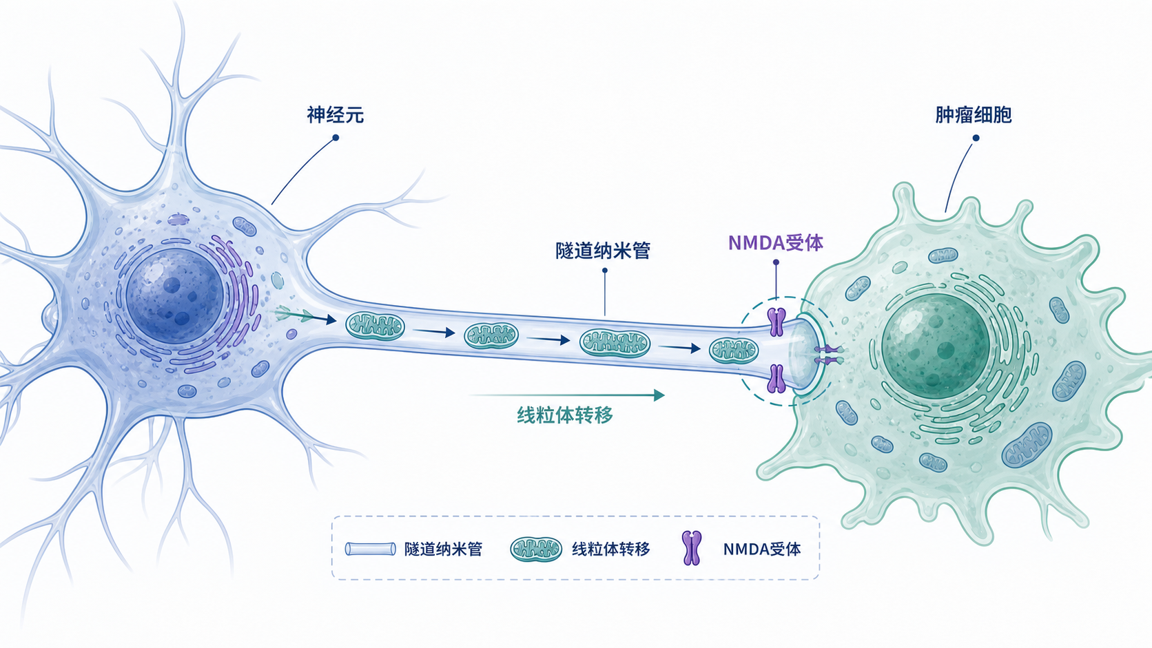 神经元与肿瘤细胞之间通过隧道纳米管或伪突触连接,线粒体沿管道转移的示意图,突出NMDA受体定位与信号传递路径