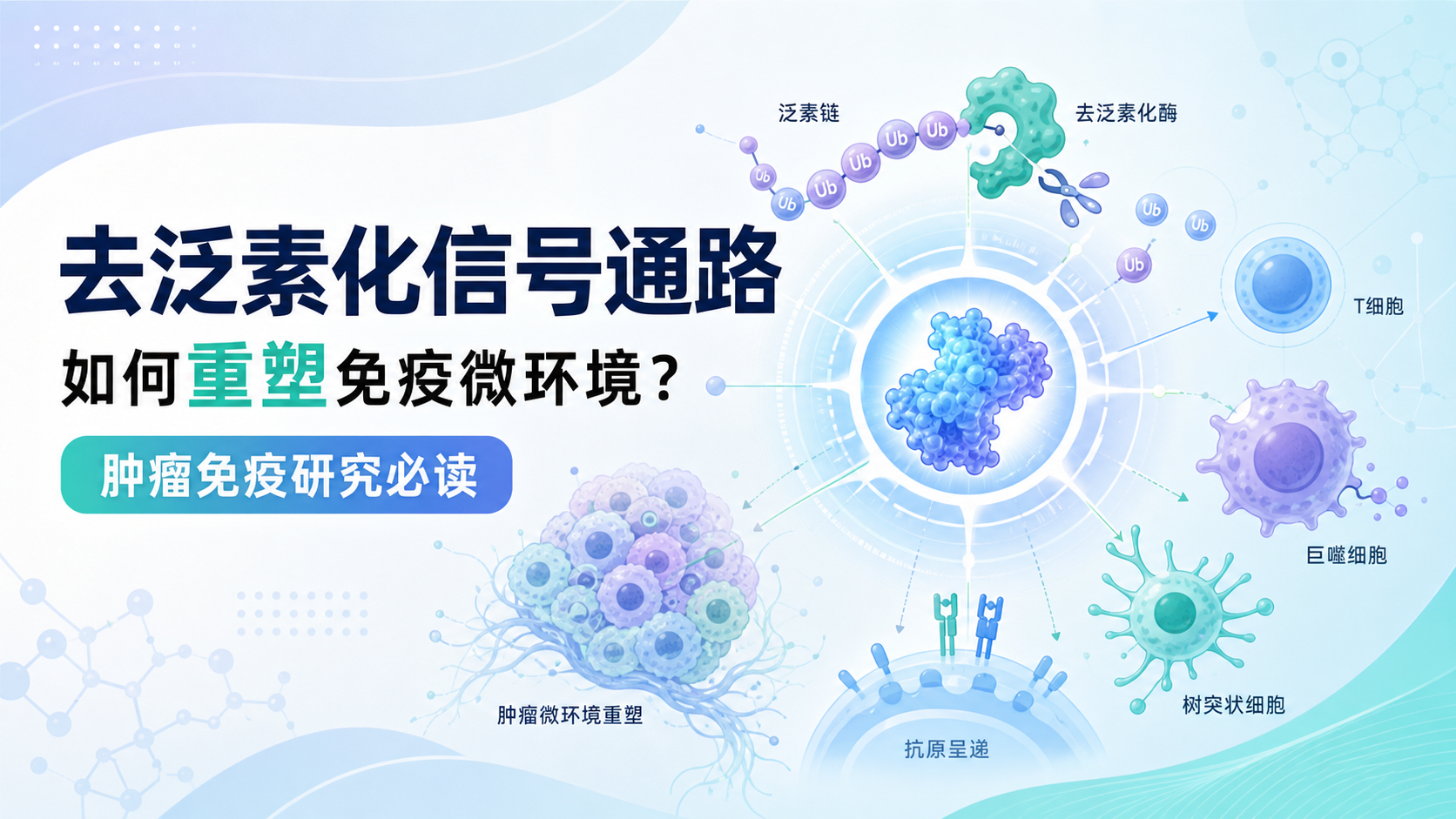 去泛素化信号通路与免疫微环境重塑新视角