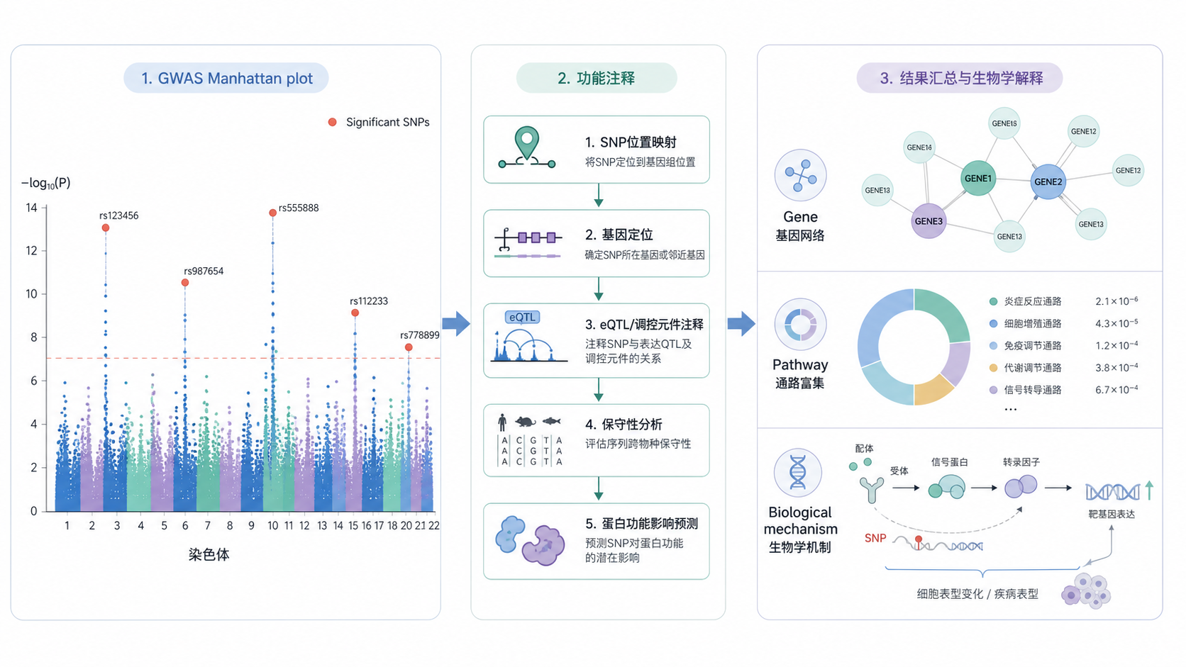 GWAS Manhattan plot与SNP功能注释流程示意图,突出从显著位点到基因、通路和实验验证的转化路径