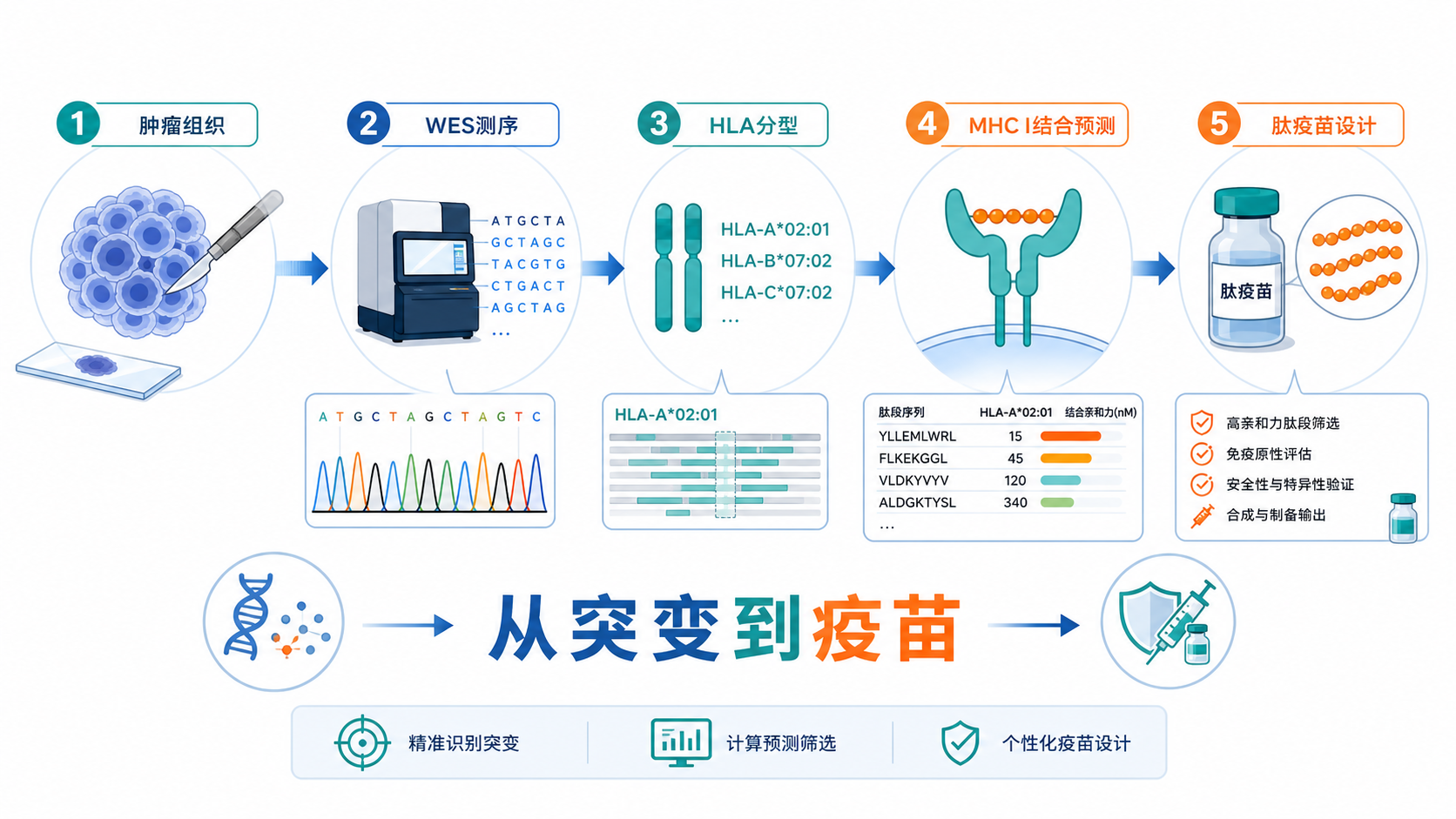 肿瘤组织、WES测序、HLA分型、MHC I结合预测、肽疫苗设计的流程示意图,突出“从突变到疫苗”的路径