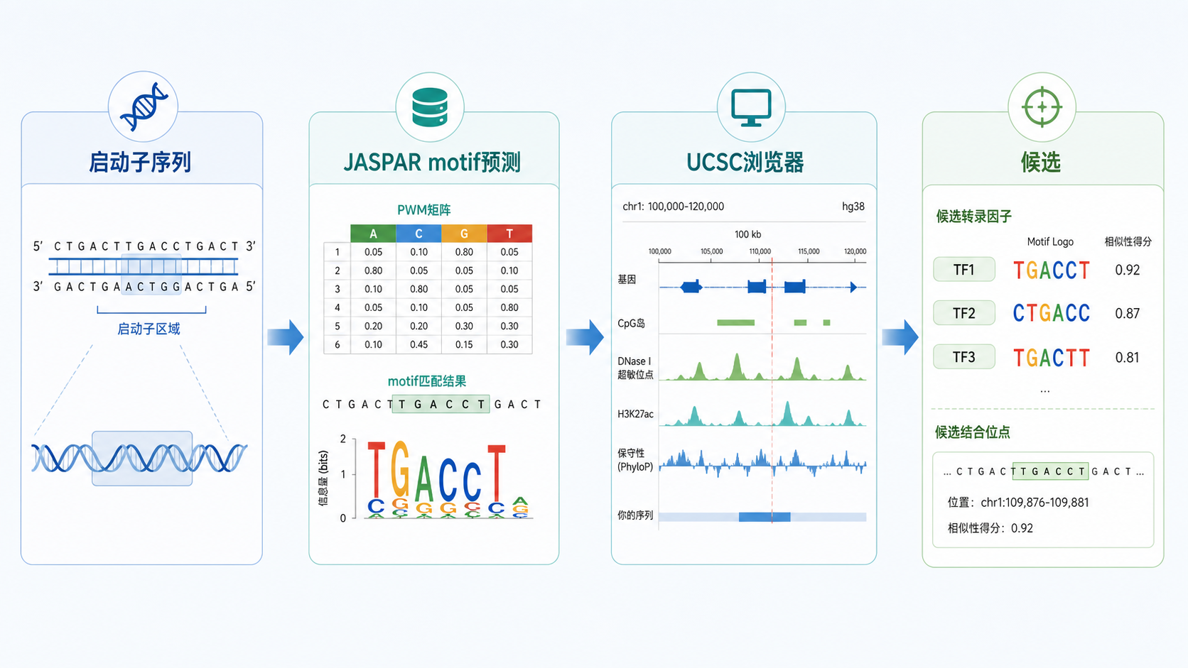 一张简洁的生信分析流程图，包含基因启动子序列、JASPAR motif预测、UCSC浏览器和候选转录因子输出结果
