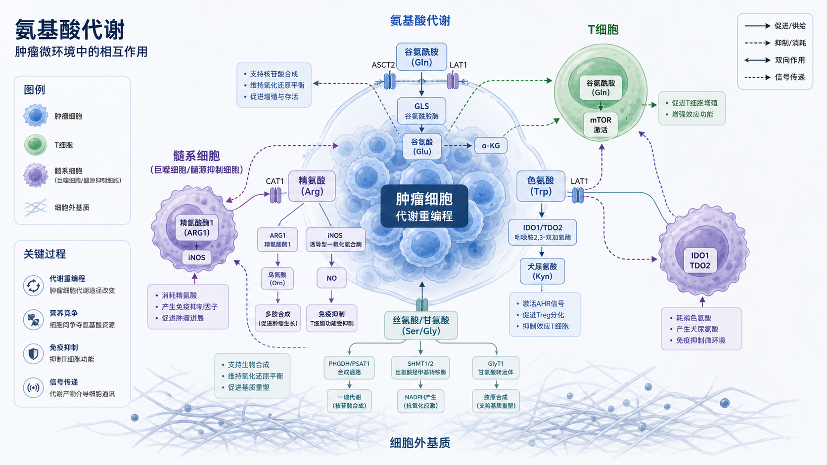 肿瘤微环境示意图,展示肿瘤细胞、T细胞、髓系细胞与氨基酸代谢通路之间的相互作用,突出代谢重编程和免疫抑制