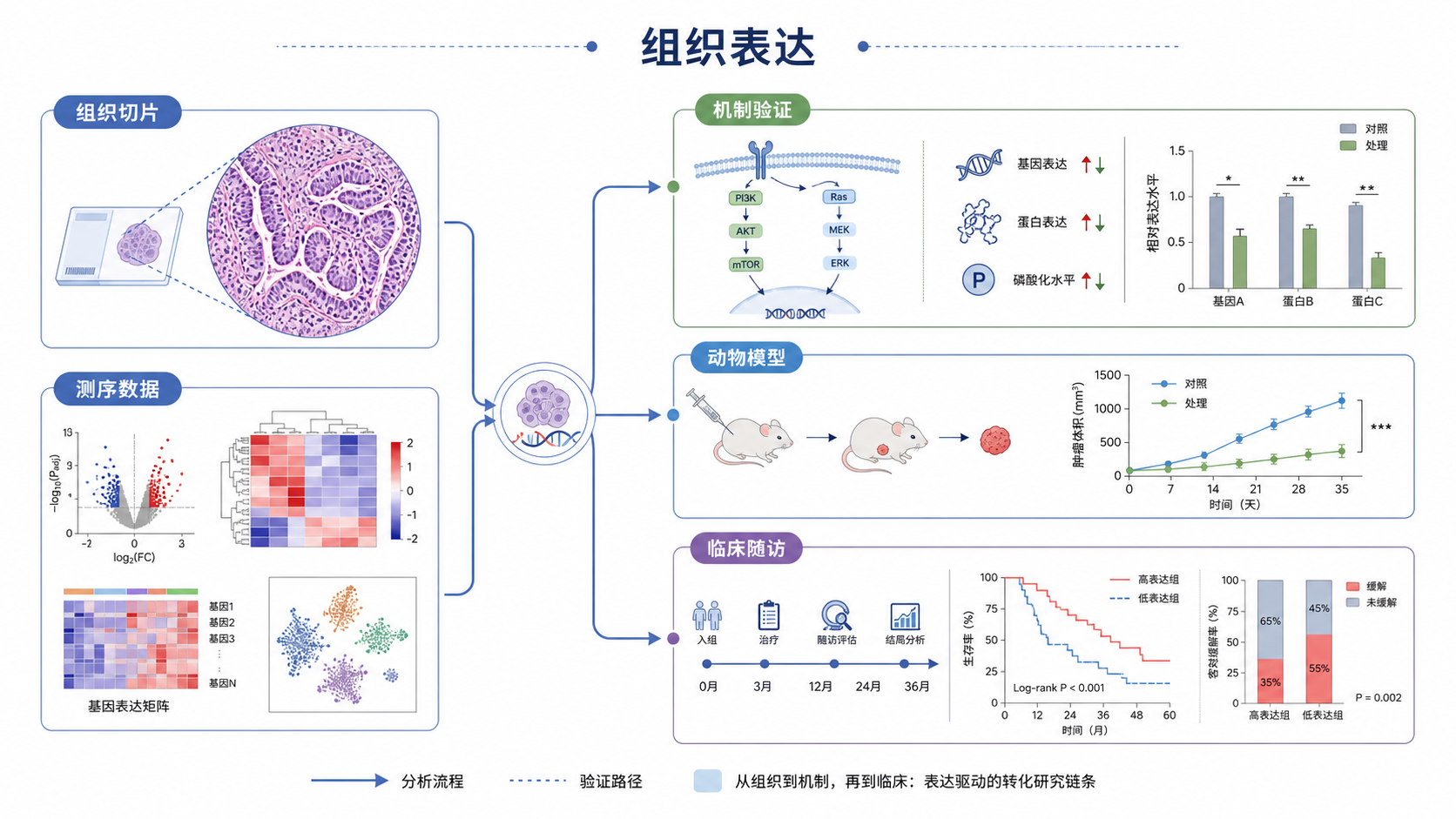 一张示意图，左侧为肿瘤组织切片和测序数据，右侧连接机制验证、动物模型和临床随访结局，表现组织表达谱向临床转化的完整链条。