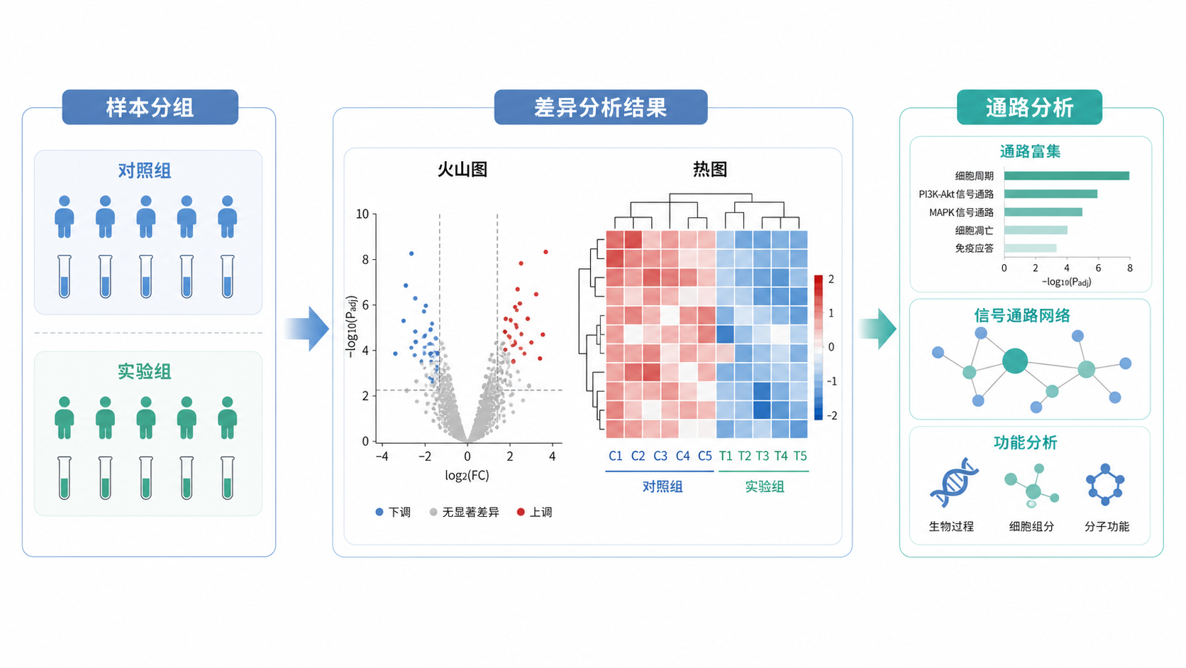 一张差异表达基因分析流程图，包含样本分组、火山图、热图、后续通路分析三个模块，风格专业简洁。