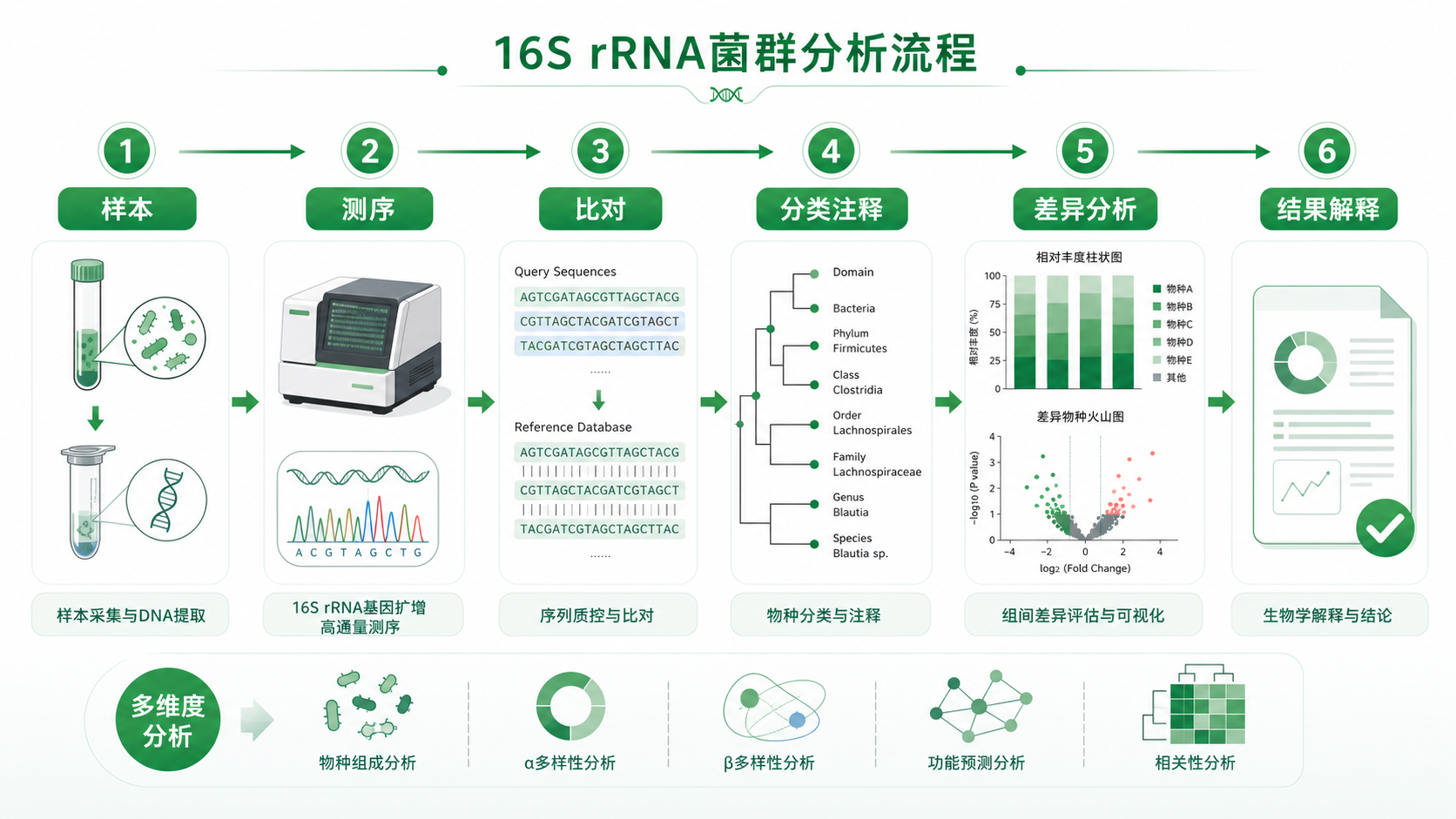 16S rRNA菌群分析流程示意图,包含测序、比对、分类注释、差异分析与结果解释,突出Greengenes数据库位置