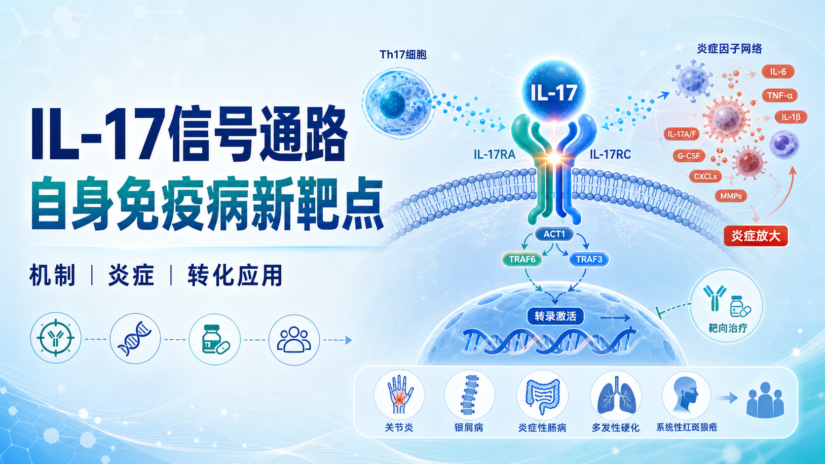 靶向IL-17信号通路:炎症与自身免疫病新靶点