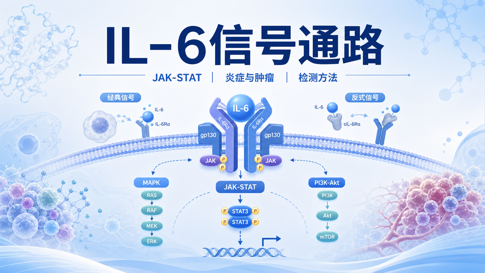 IL-6信号通路：从炎症因子到疾病靶点的全景解析