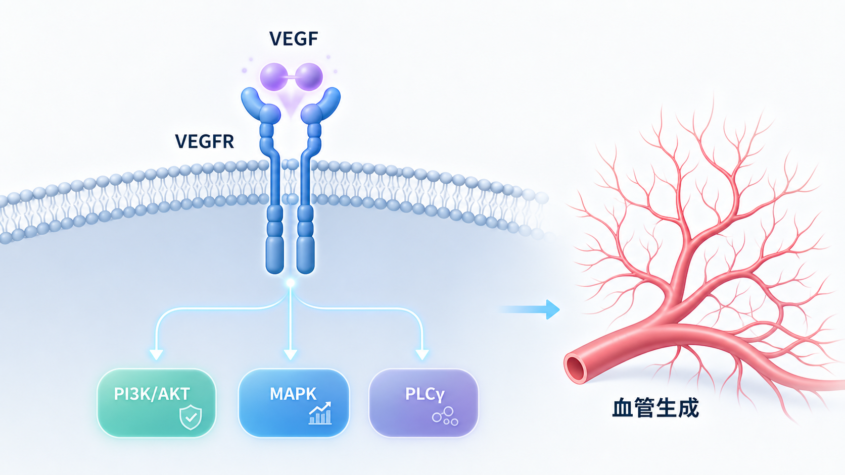 VEGF与VEGFR结合后激活下游PI3K/AKT、MAPK、PLCγ等通路,并连接血管生成、通透性增加和抗血管生成药物作用位点的机制示意图