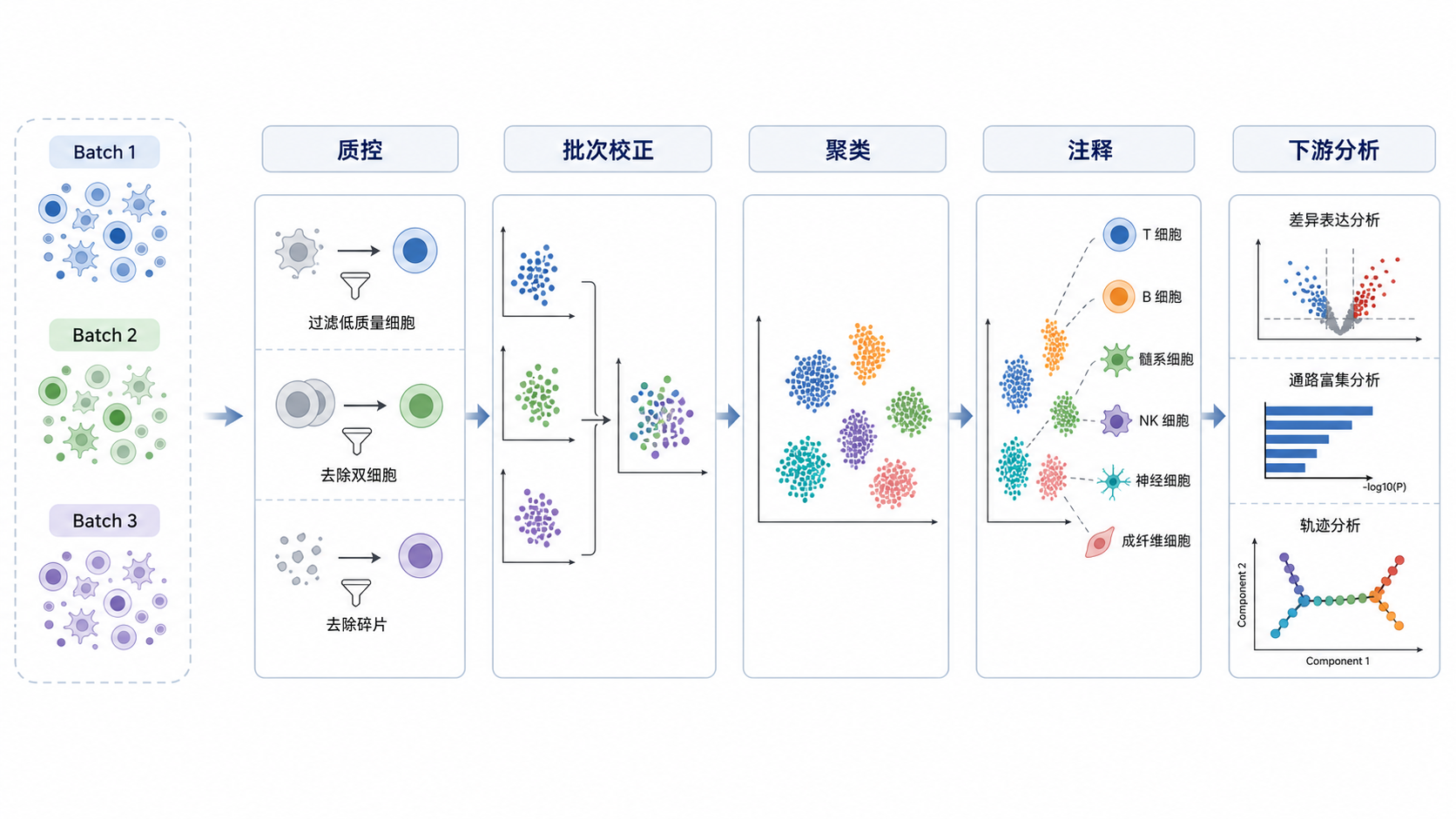 单细胞测序流程示意图,突出“质控、批次校正、聚类、注释、下游分析”五个环节,背景包含不同批次样本的彩色细胞点图