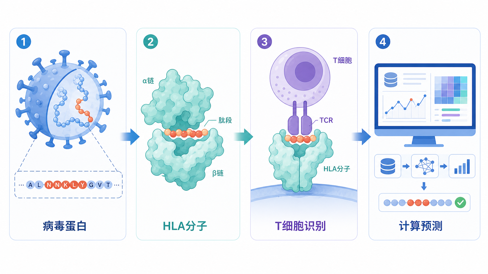病毒抗原表位预测流程示意图,包含病毒蛋白、HLA分子、T细胞识别和计算预测四个模块,整体风格为科研论文插图风格