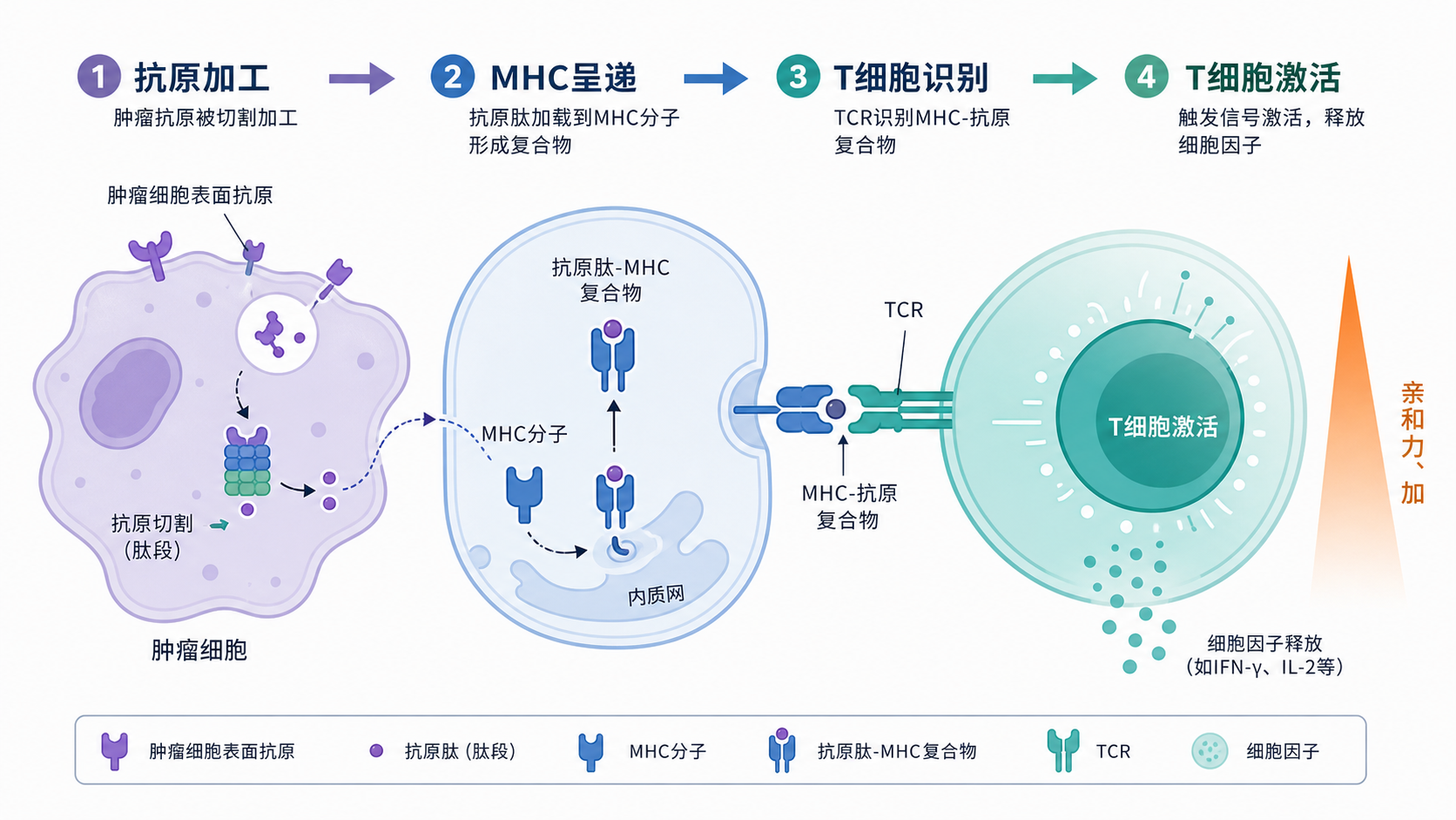肿瘤细胞表面抗原经抗原加工呈递到MHC分子，T细胞识别并被激活的机制示意图，旁边标注“亲和力、加工、呈递、TCR识别、免疫原性”