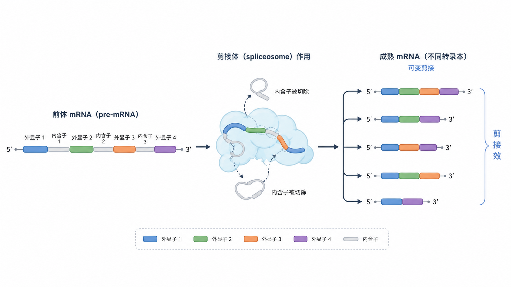 前体mRNA经剪接体去除内含子、拼接外显子,生成不同成熟mRNA转录本的示意图,旁边标注“剪接效率影响蛋白亚型”