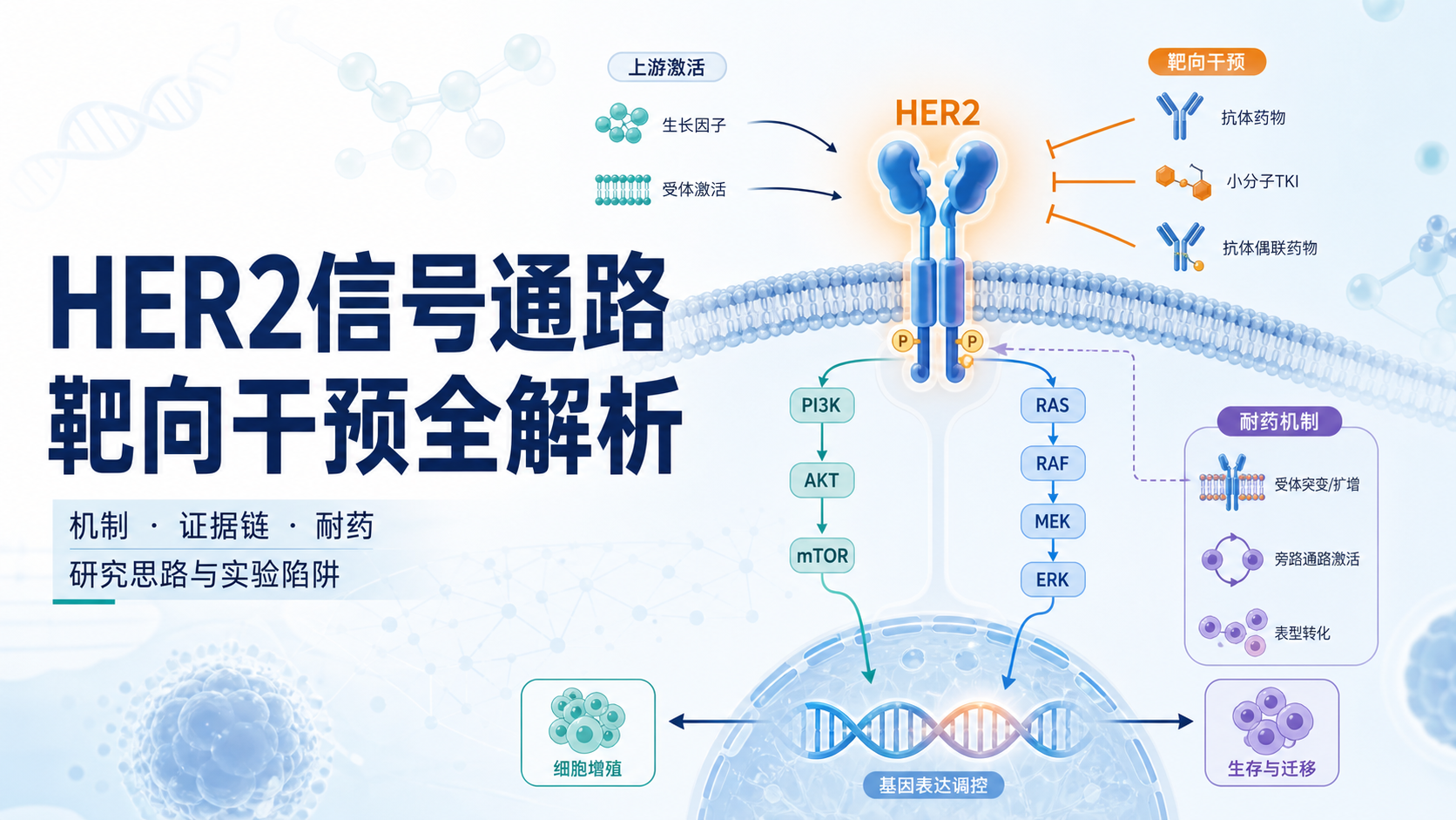 HER2信号通路靶向干预的分子机制探析