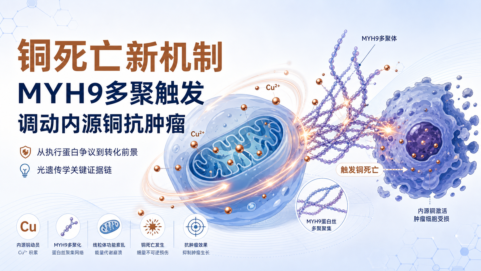 厦门大学团队Cell首次锁定铜死亡执行蛋白MYH9
