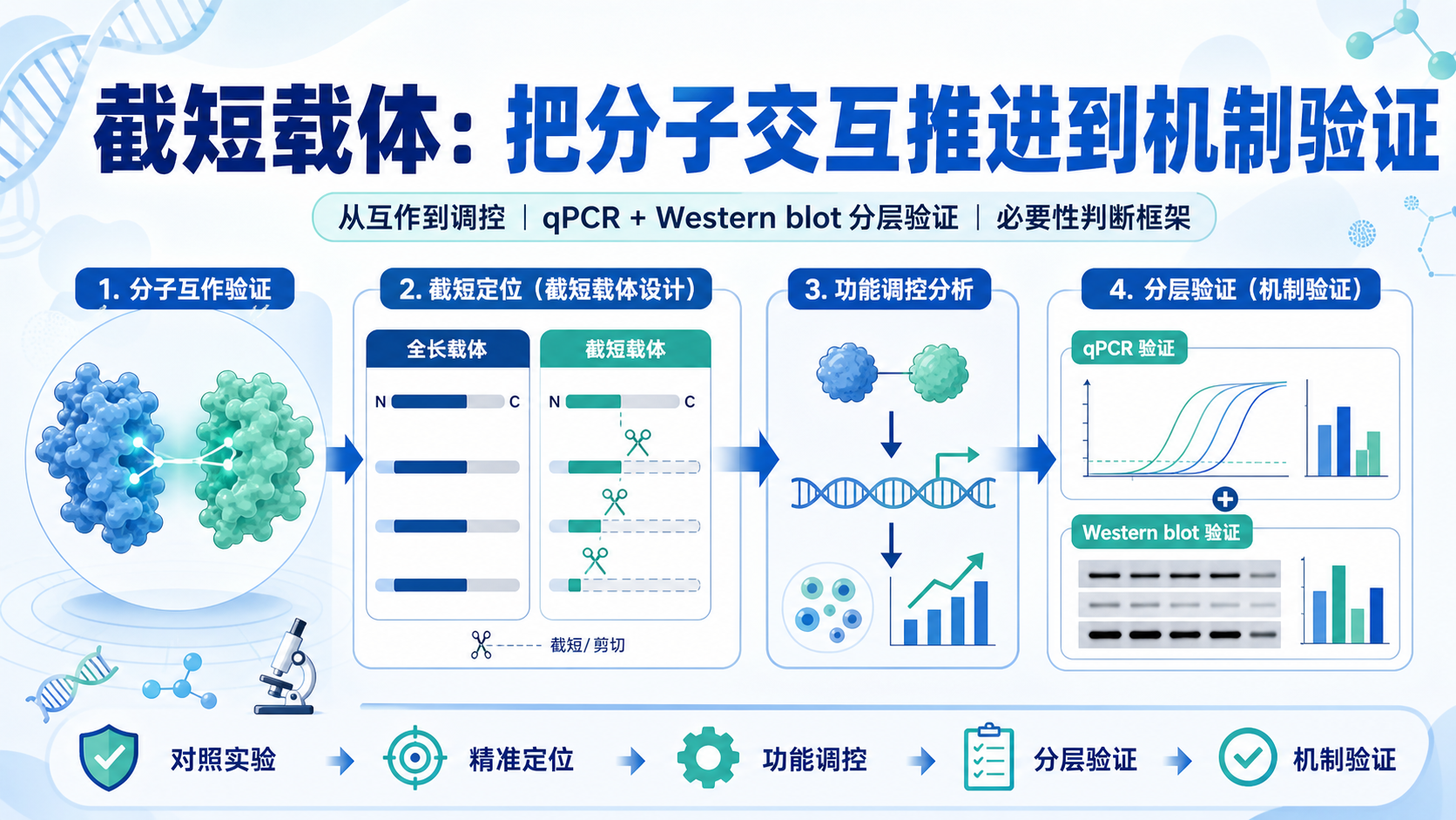 技术重复实验设计：用截短载体验证分子交互调控的核心逻辑