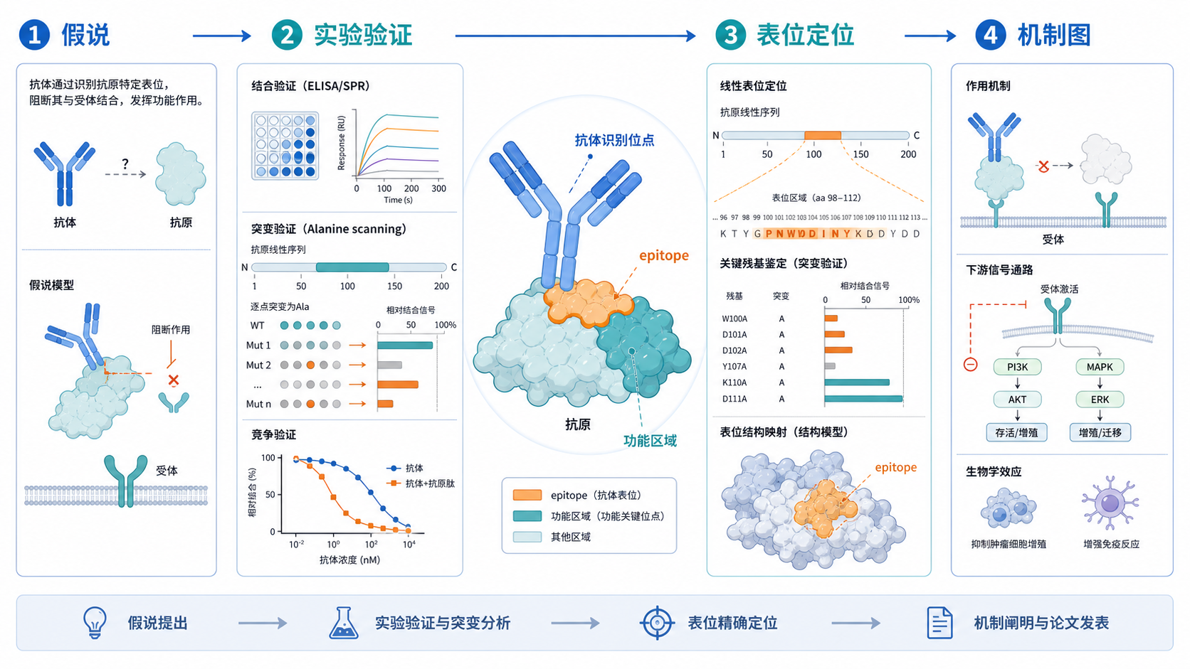 一张科研流程示意图，从假说、实验验证到表位定位图和论文机制图，突出抗体识别位点与功能区域标注
