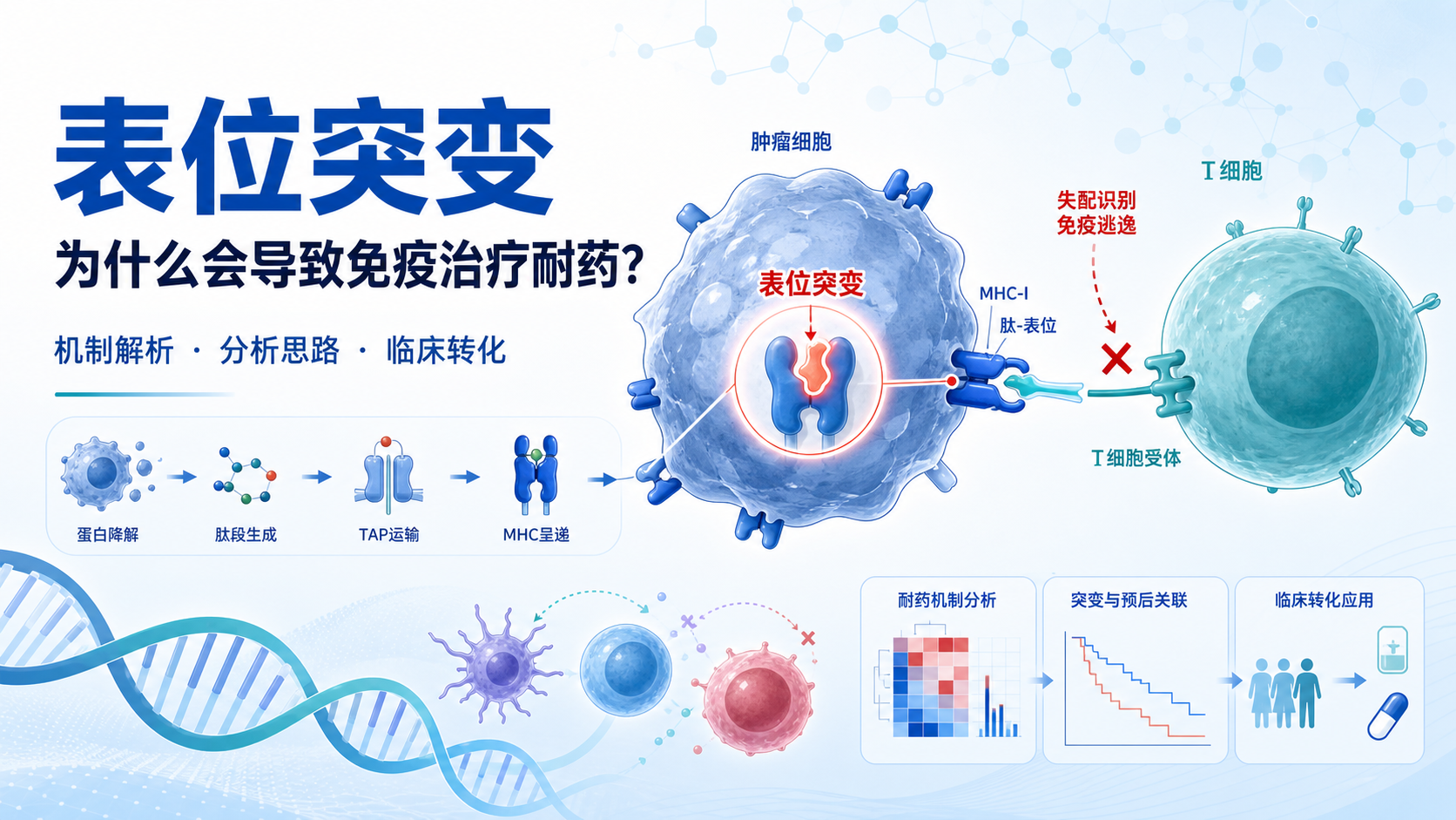 表位突变在免疫治疗耐药中的核心作用与转化前景