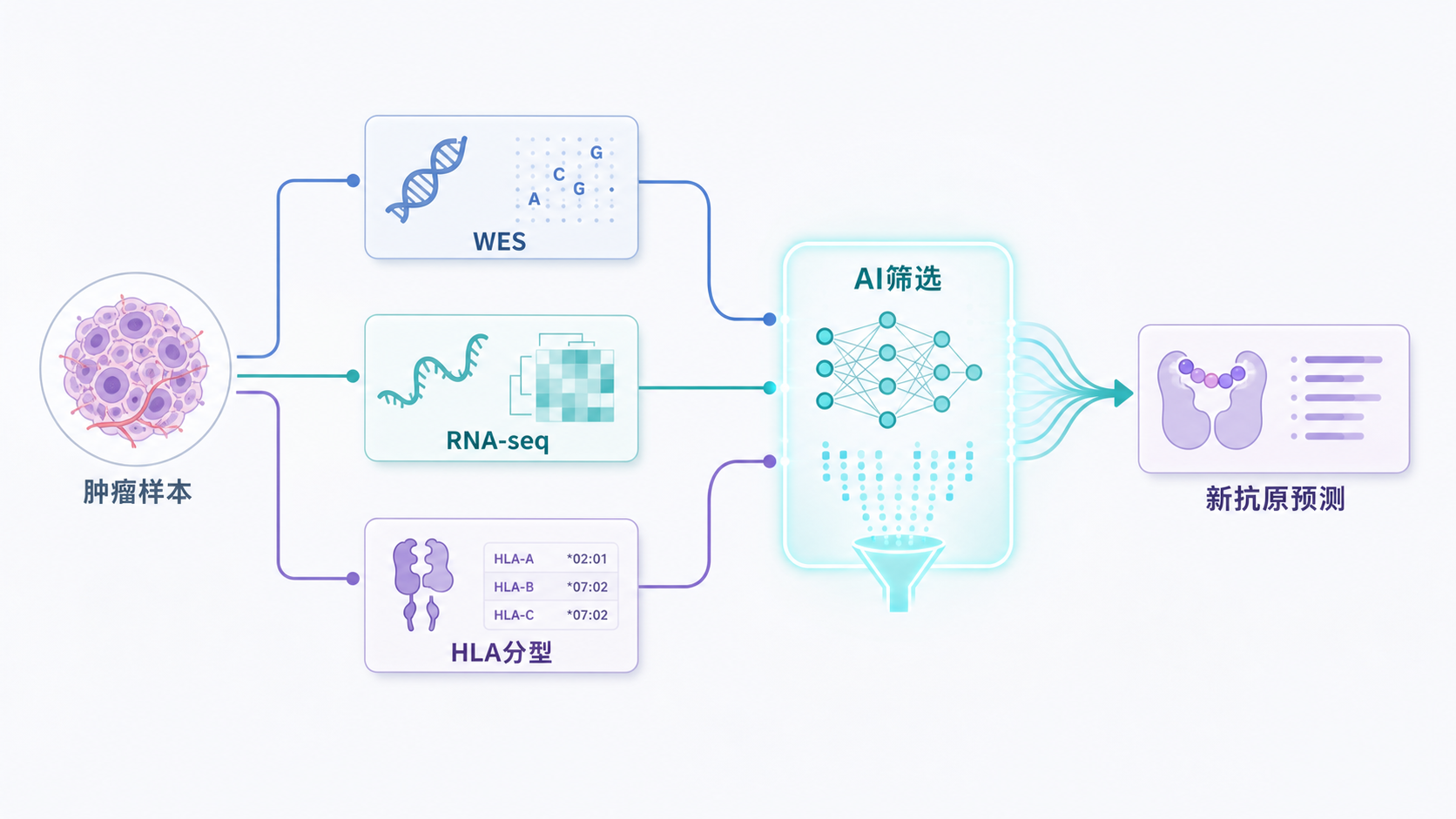 肿瘤样本到WES、RNA-seq、HLA分型,再到新抗原预测的流程示意图,突出AI辅助筛选节点。