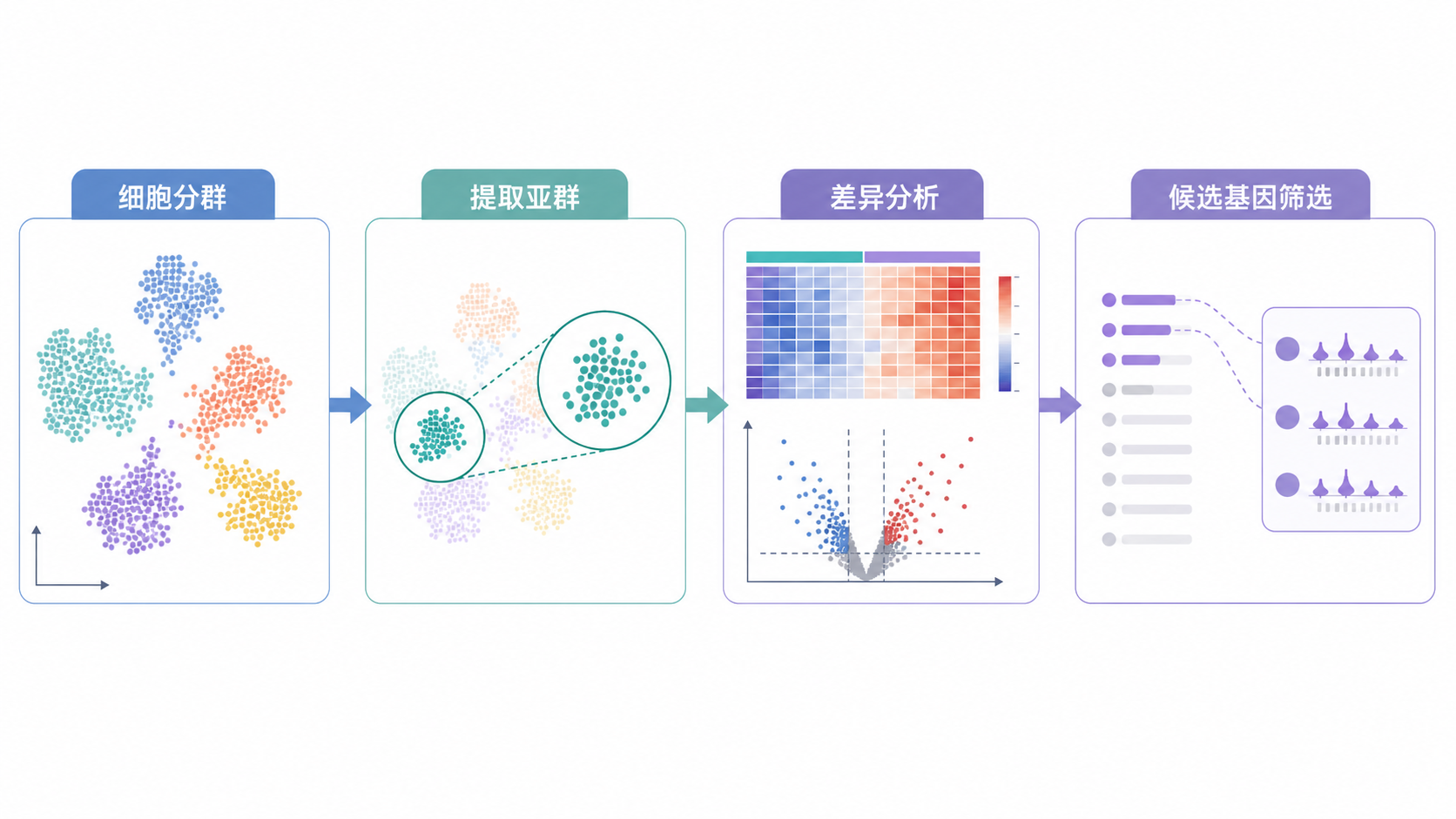 单细胞测序数据分析流程图，突出细胞分群、提取亚群、差异分析和候选基因筛选四个步骤