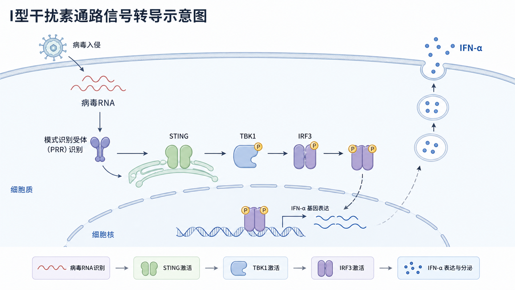 I型干扰素通路信号转导示意图，包含病毒RNA识别、STING/TBK1/IRF3激活、IFN-α/β分泌及JAK-STAT下游转录响应