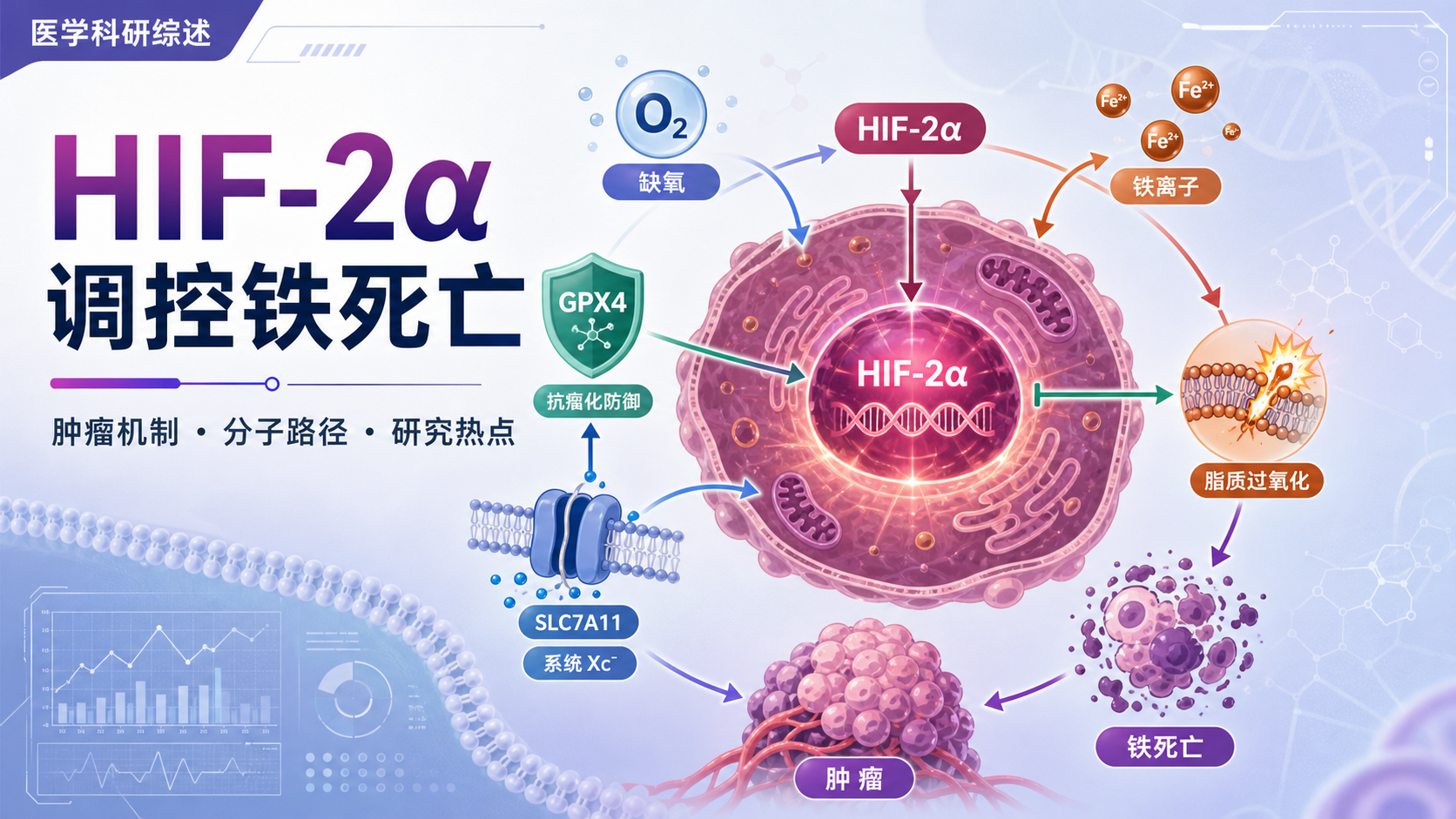 HIF-2α信号通路调控铁死亡在肿瘤中的研究进展