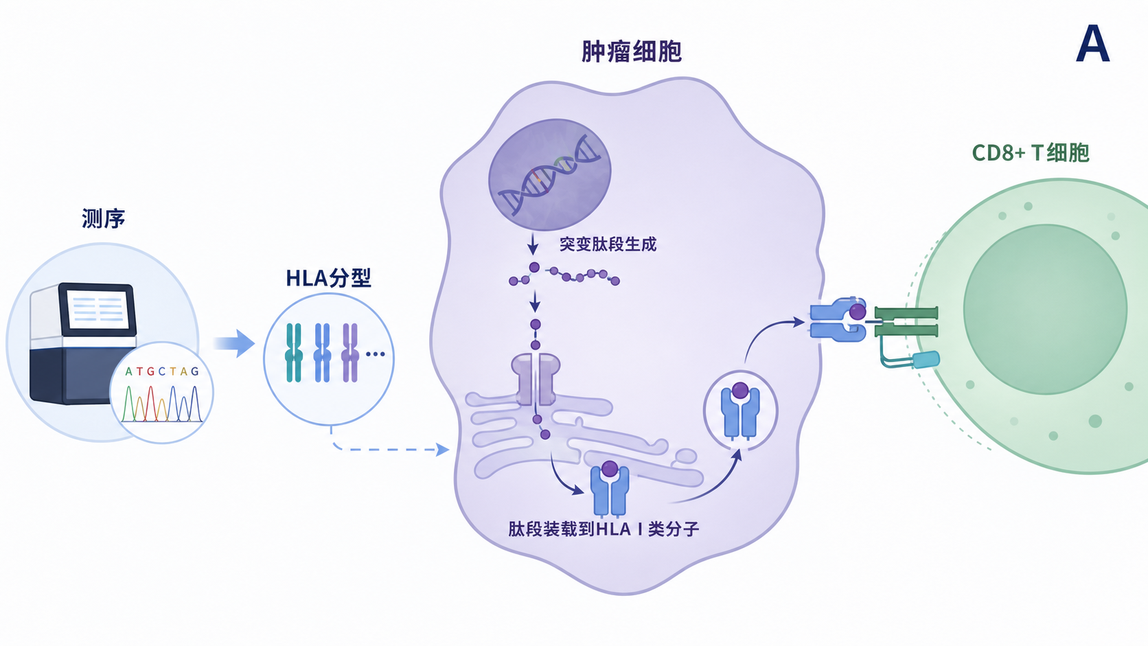 肿瘤细胞突变肽段通过HLA I类分子呈递给CD8+ T细胞的示意图，旁边标注测序、HLA分型和AI预测流程