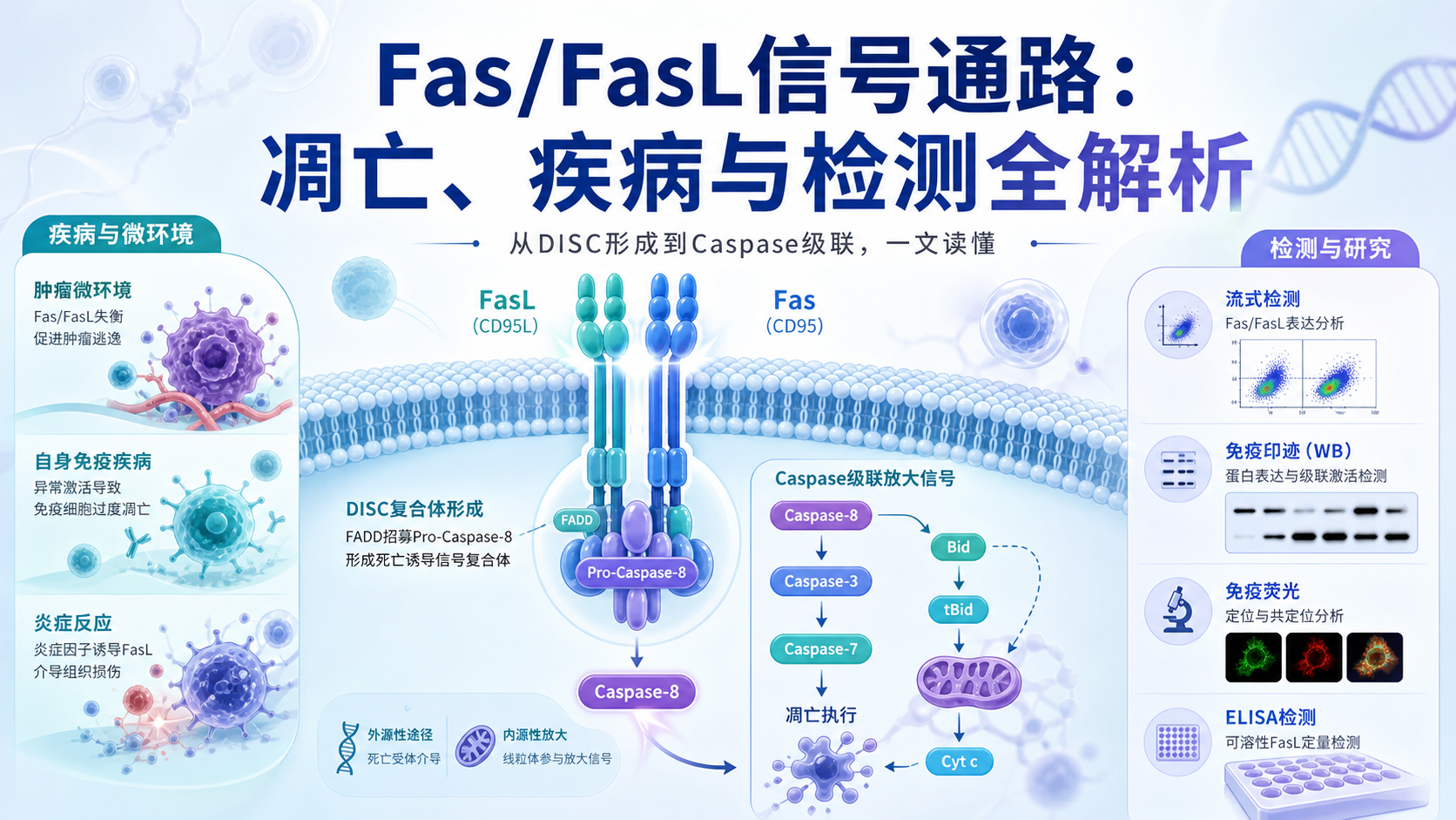 Fas/FasL信号通路:细胞凋亡与疾病调控新视角
