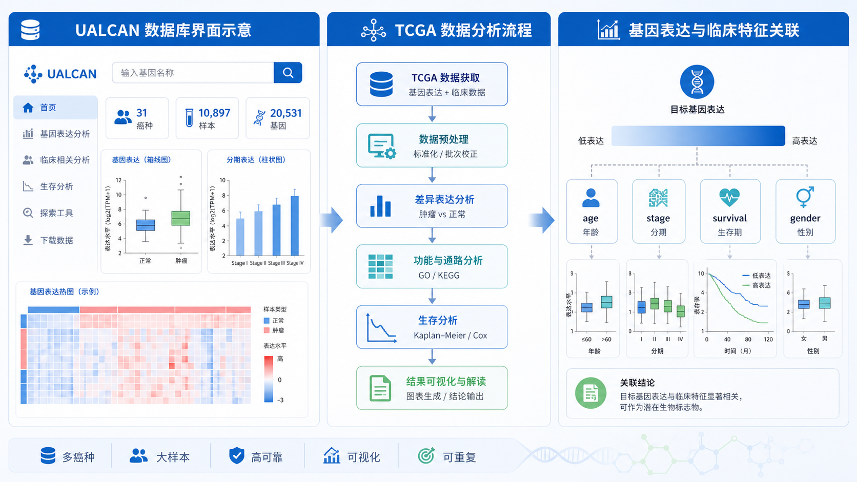 展示UALCAN数据库界面、TCGA数据分析流程图,以及基因表达与临床特征关联的示意图,风格简洁专业。