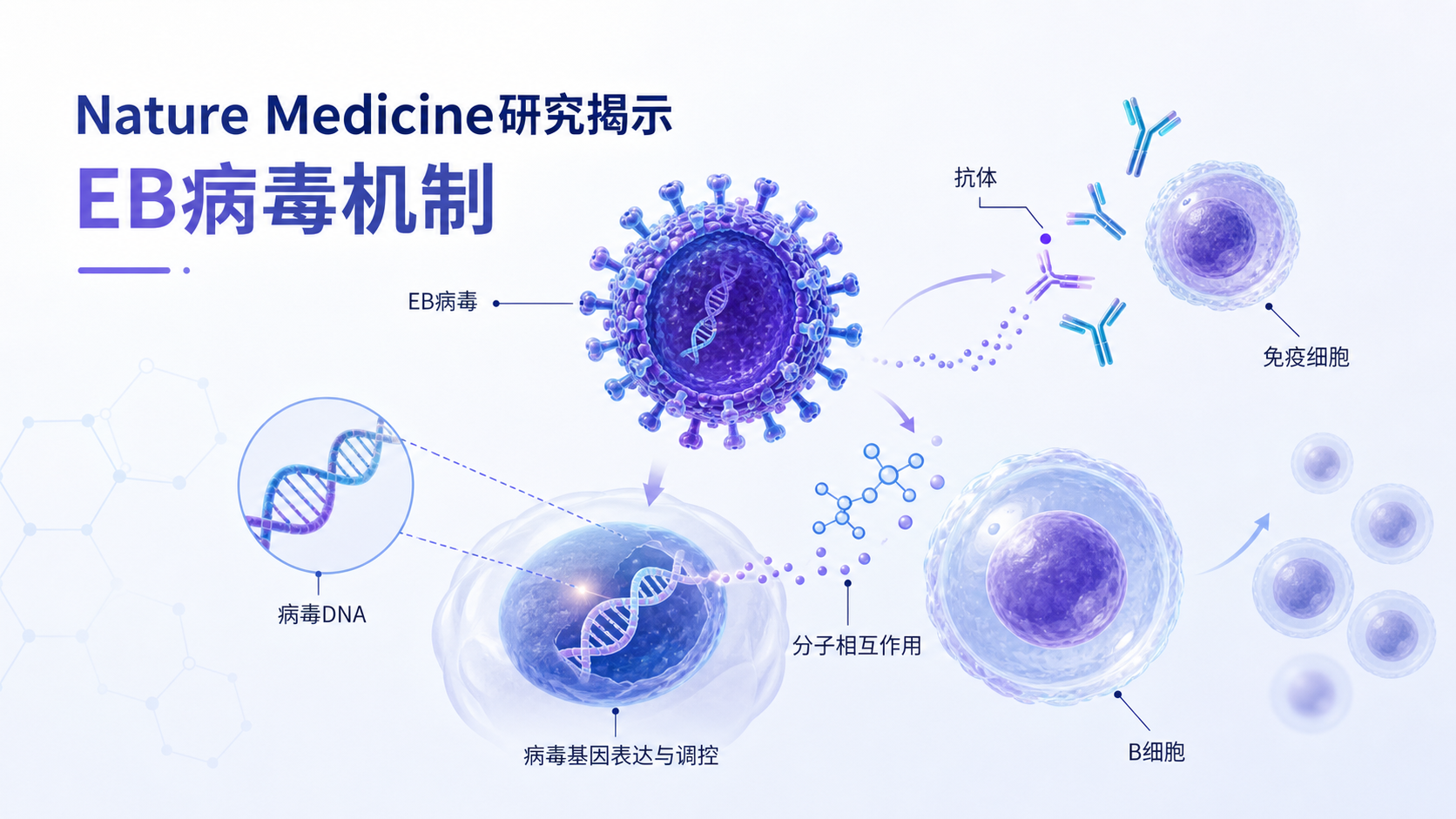 2026年9月16日资讯,《自然·医学》(Nature Medicine)的一项研究揭示,EB 病毒(Epstein-Barr virus)的再激活可能在多发性硬化症(MS)复发前数周至数月就已启动。美国麻省总医院布莱根(Mass General Brigham)团队对 100 余例 MS 患者的血样分析发现,携带特定遗传风险因素的患者,其免疫细胞中 EB 病毒裂解活性在复发前长达 3 个月即显著升高,且伴随 MS 风险基因的异常表达,为 MS 复发的早期预警与精准干预提供了新思路。
