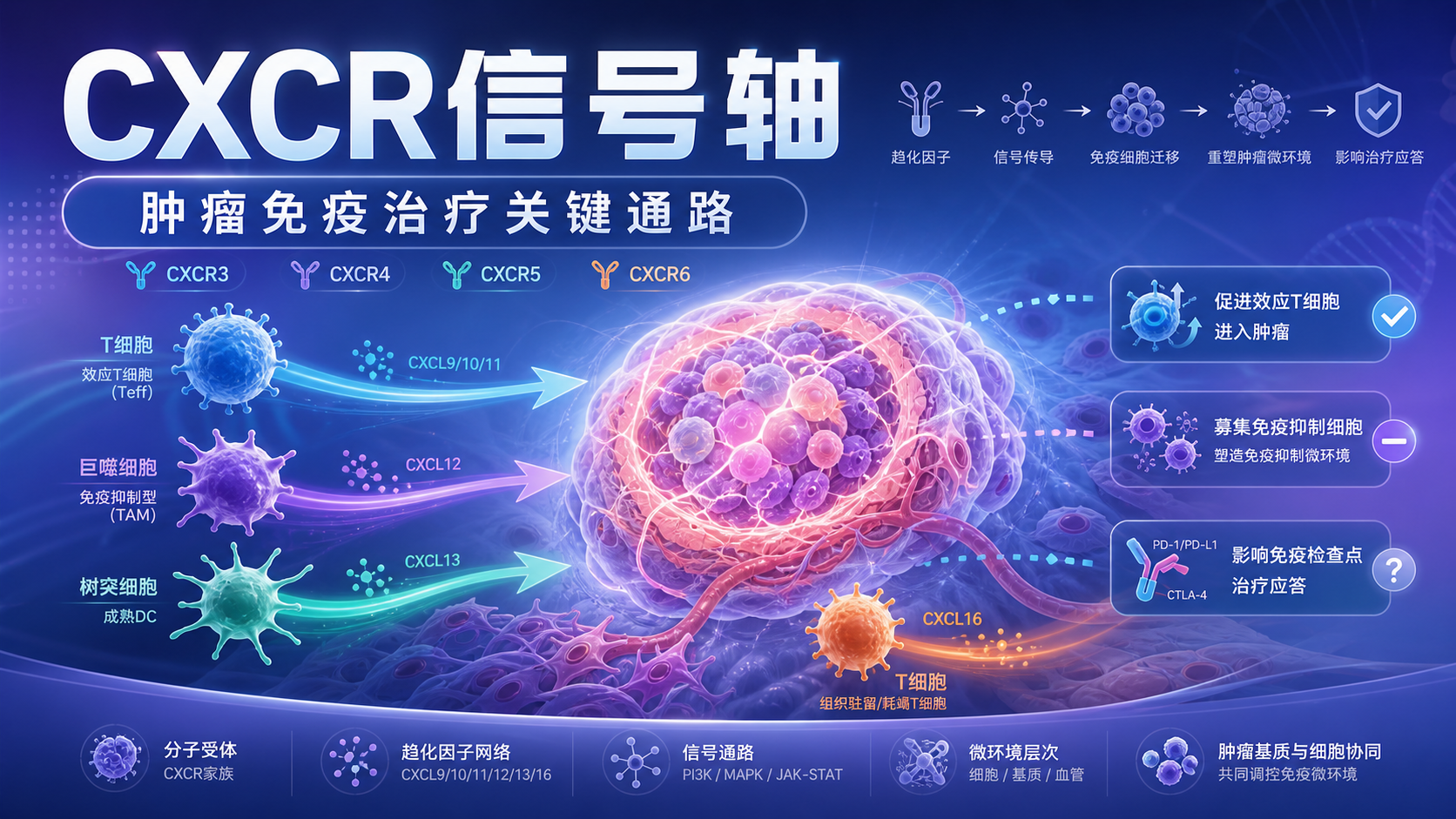 CXCR信号轴在免疫治疗中的研究新进展