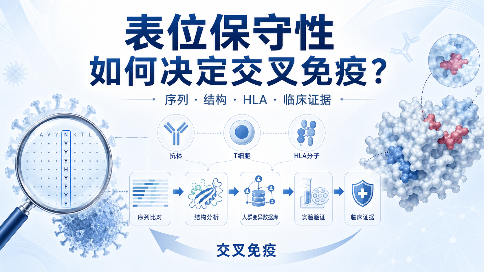 表位保守性与交叉免疫反应：临床研究核心洞察