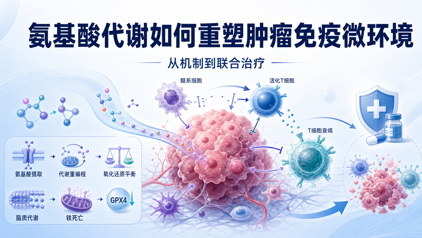 肿瘤免疫微环境中的氨基酸代谢调控：从机制到联合治疗策略