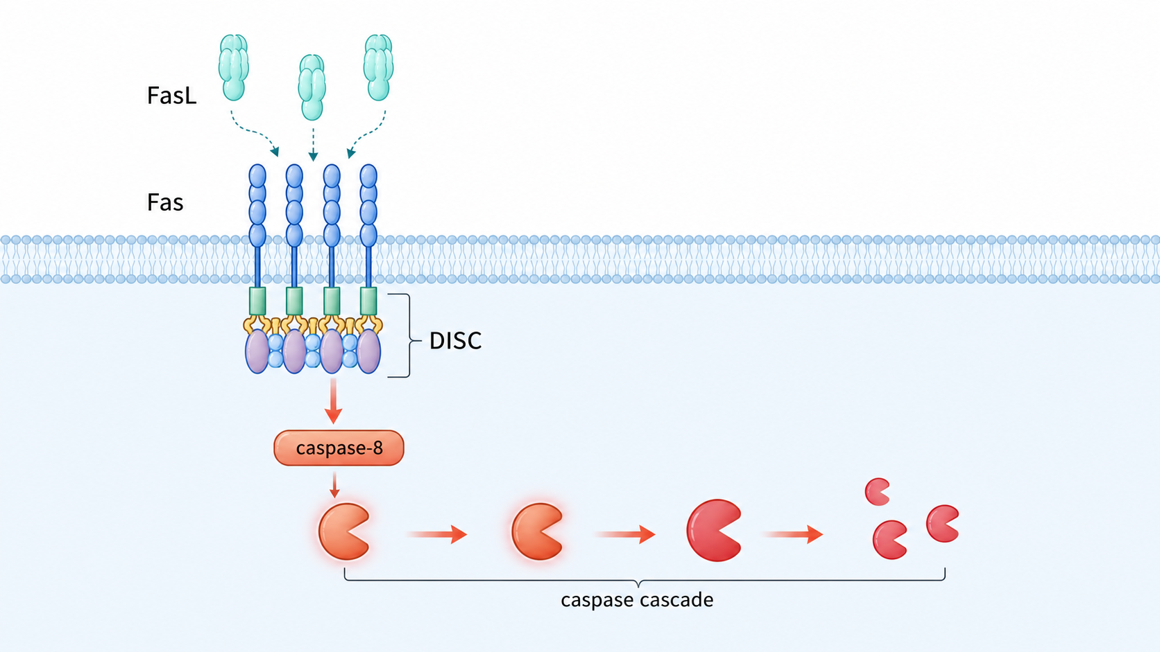 细胞膜上Fas与FasL结合后触发凋亡级联反应的机制示意图,突出DISC、caspase-8和caspase-3的传导路径