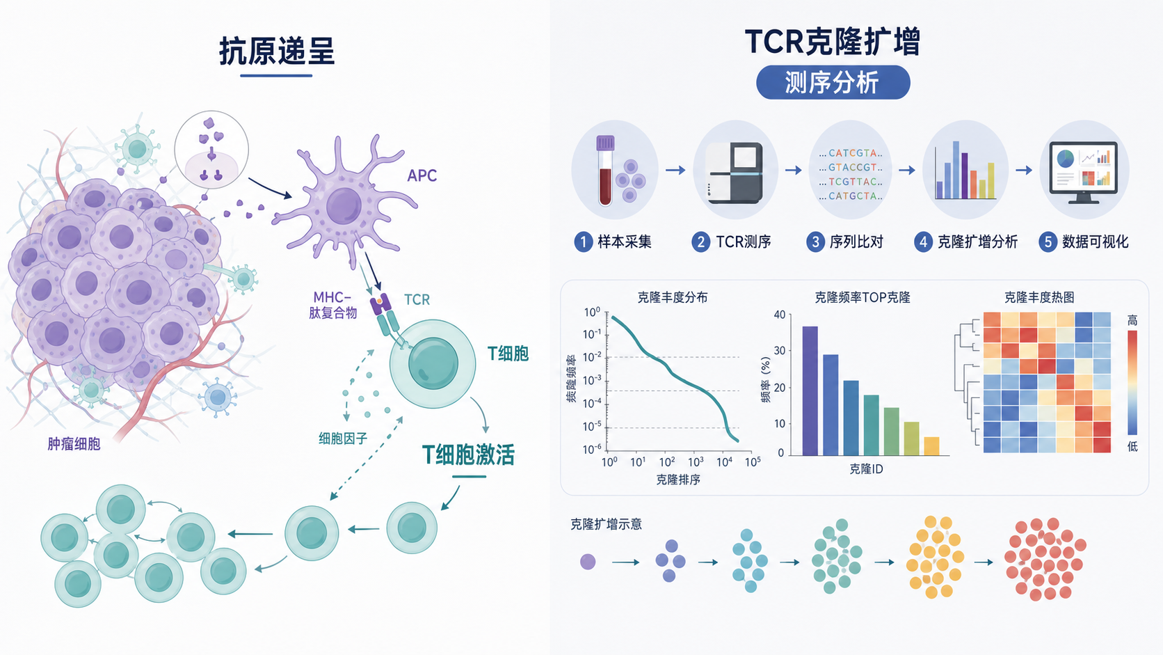 肿瘤组织、T细胞与抗原递呈细胞相互作用的示意图,旁边展示TCR克隆扩增和测序数据分析流程