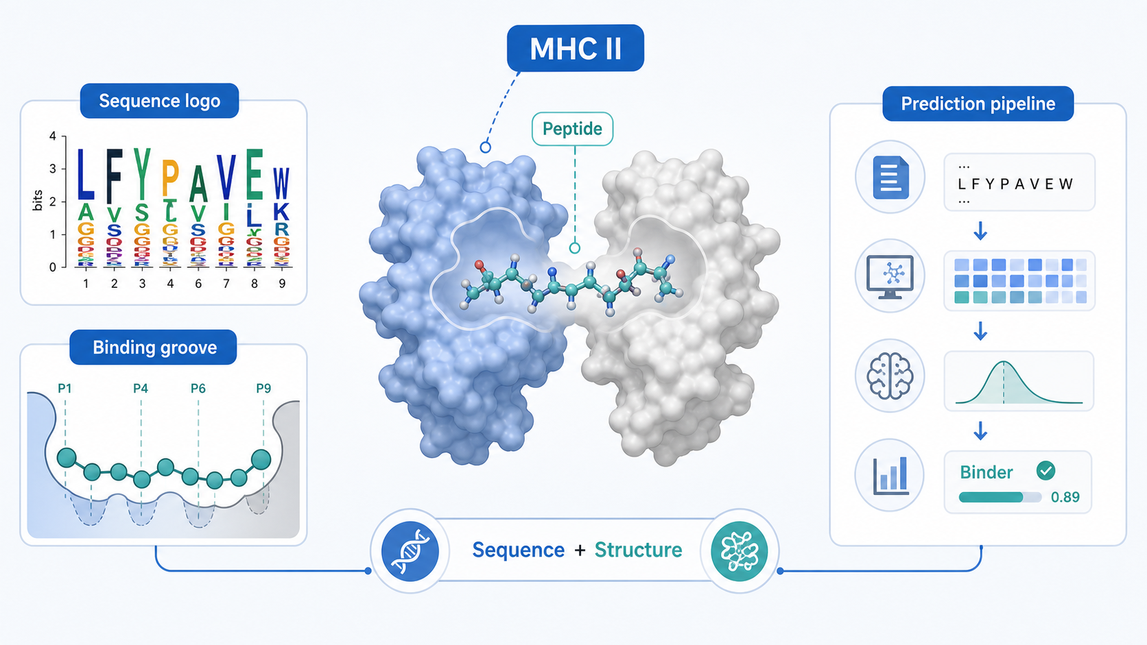 MHCII分子与抗原肽结合的结构示意图，旁边展示序列logo、结合槽和预测流程图，强调“序列+结构整合”