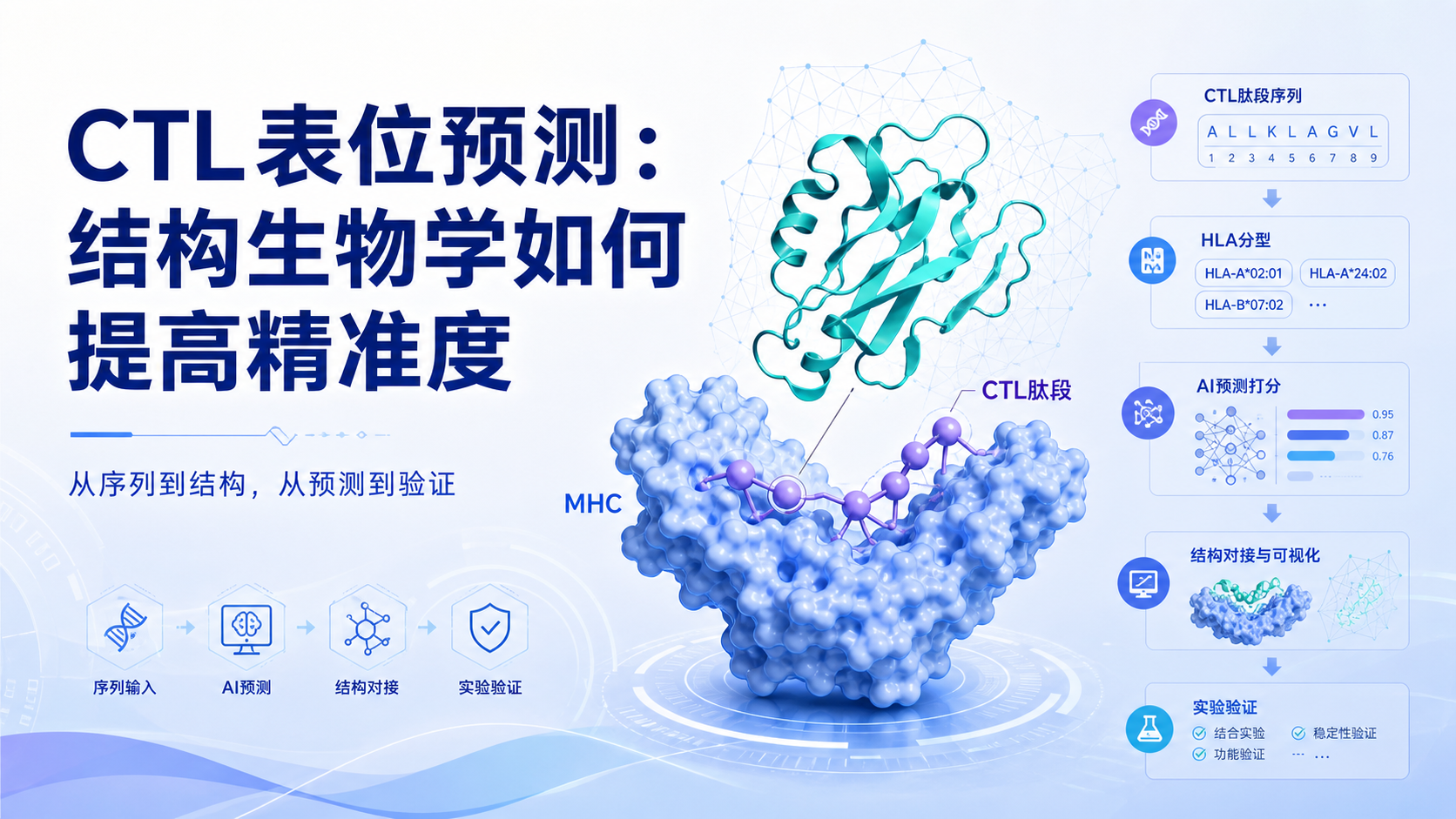 整合结构生物学与CTL表位预测:精准疫苗设计的未来方向