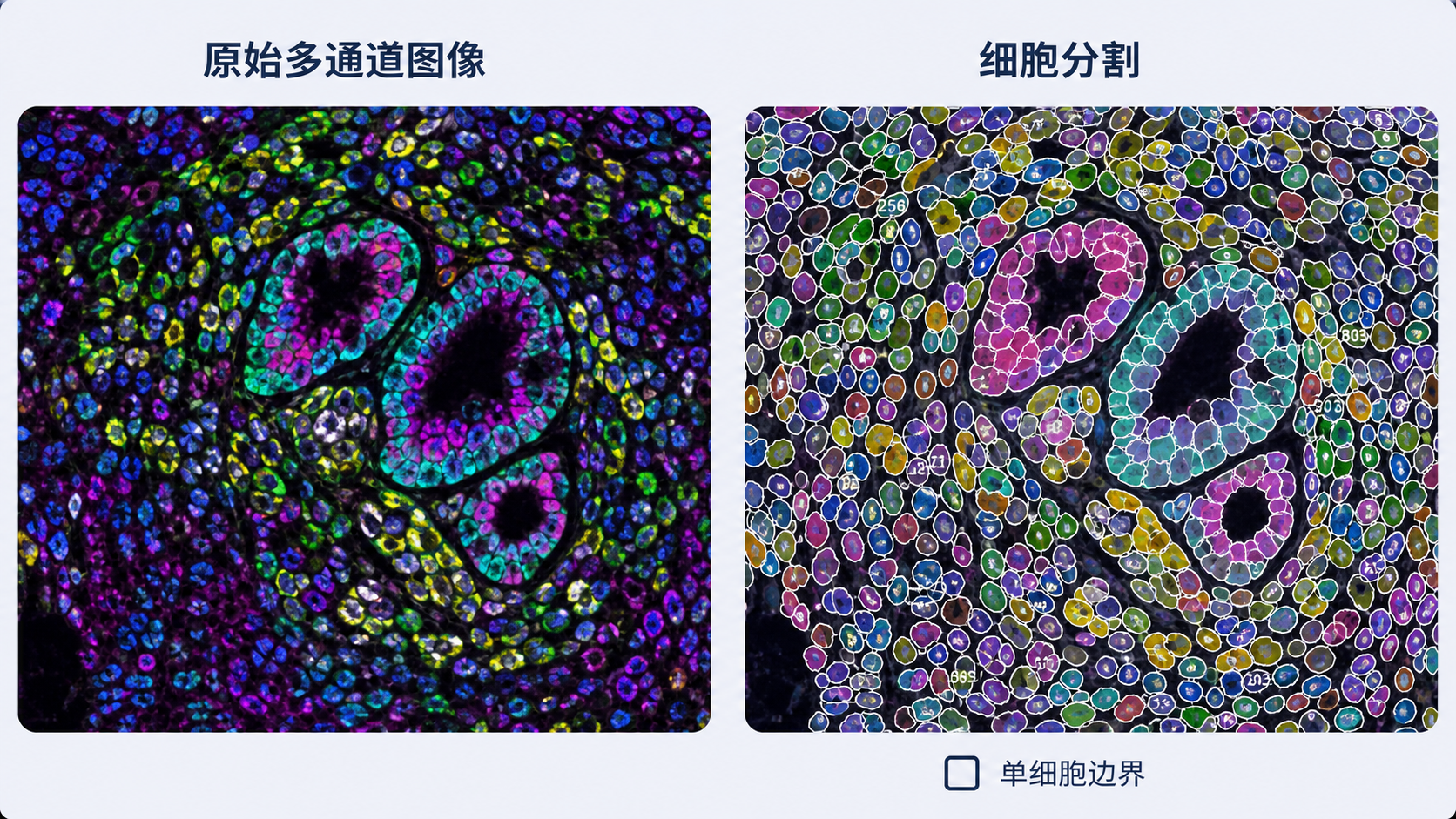 一张IMC肿瘤组织切片的示意图,左侧为原始多通道图像,右侧为细胞分割后的单细胞边界与标注,突出“前后对比”和“异质性分析”
