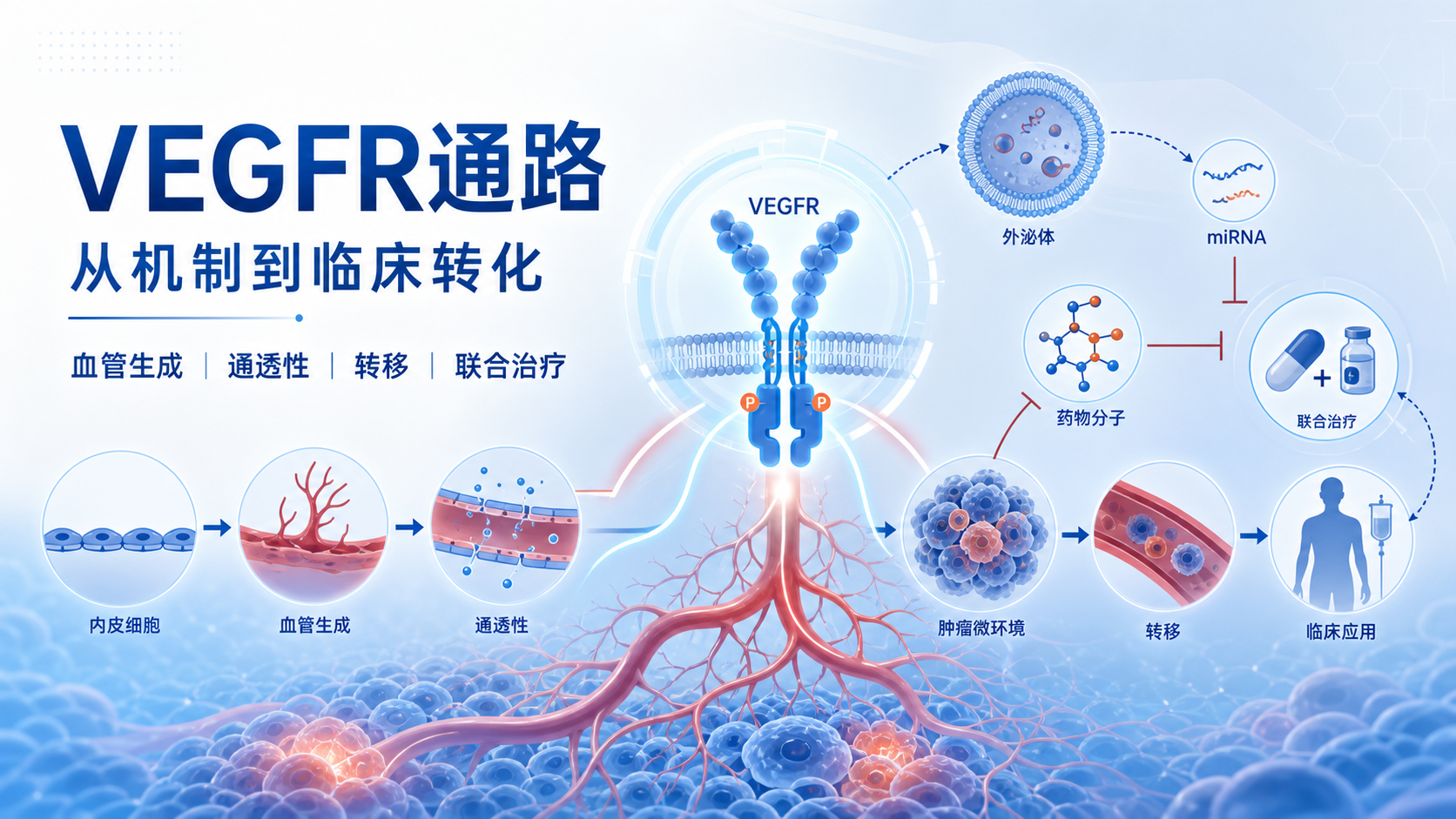 VEGFR通路十年突破:从机制到临床转化全解析