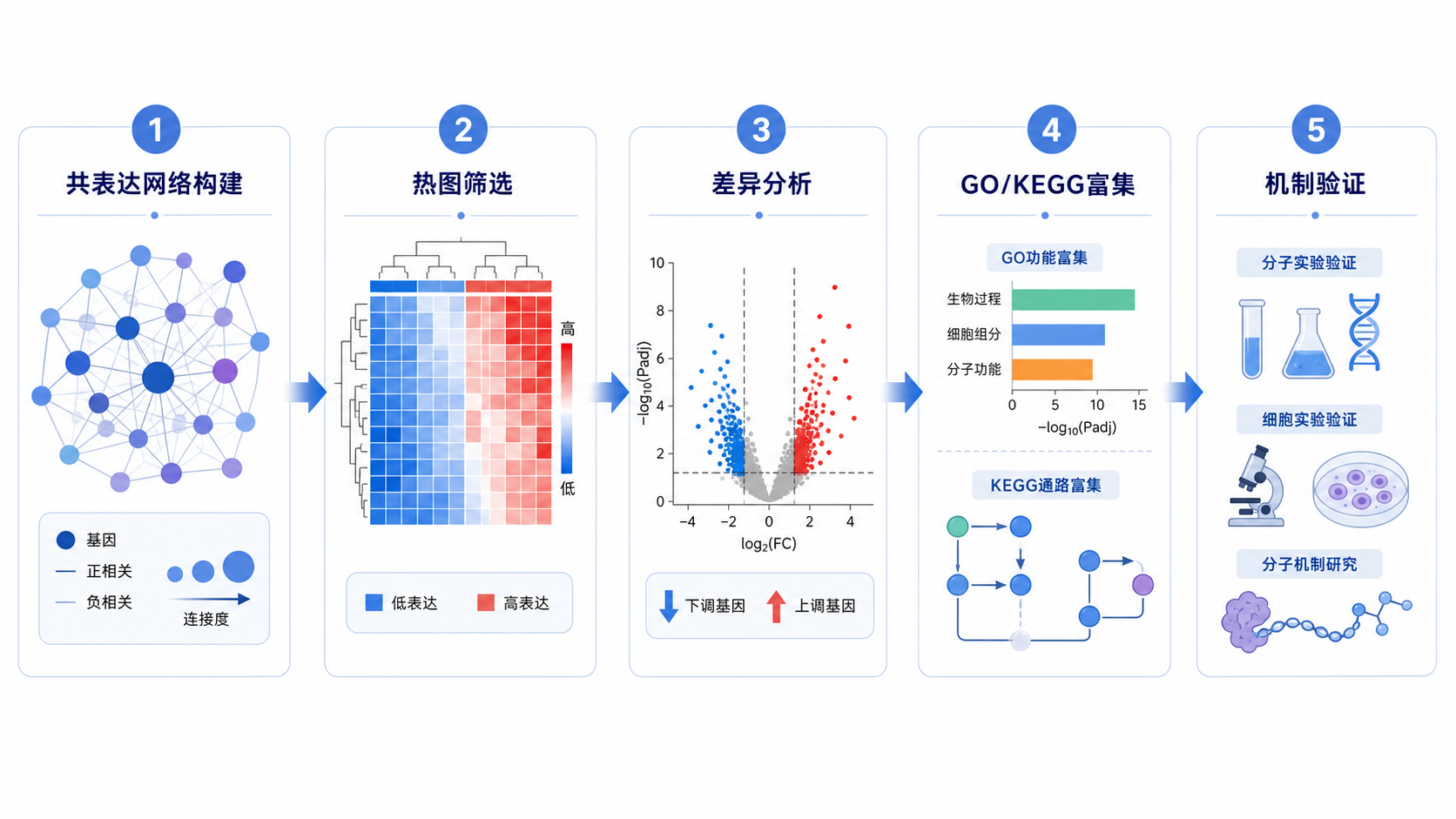 一张科研流程图,展示“共表达网络构建→热图筛选→差异分析→GO/KEGG富集→机制验证”的完整路径,风格简洁专业。